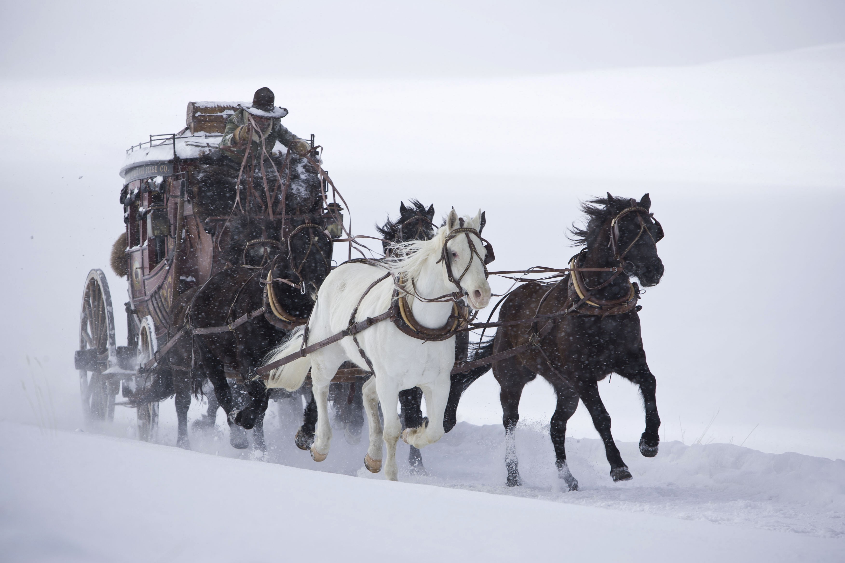 The Hateful Eight Horse 3504x2336
