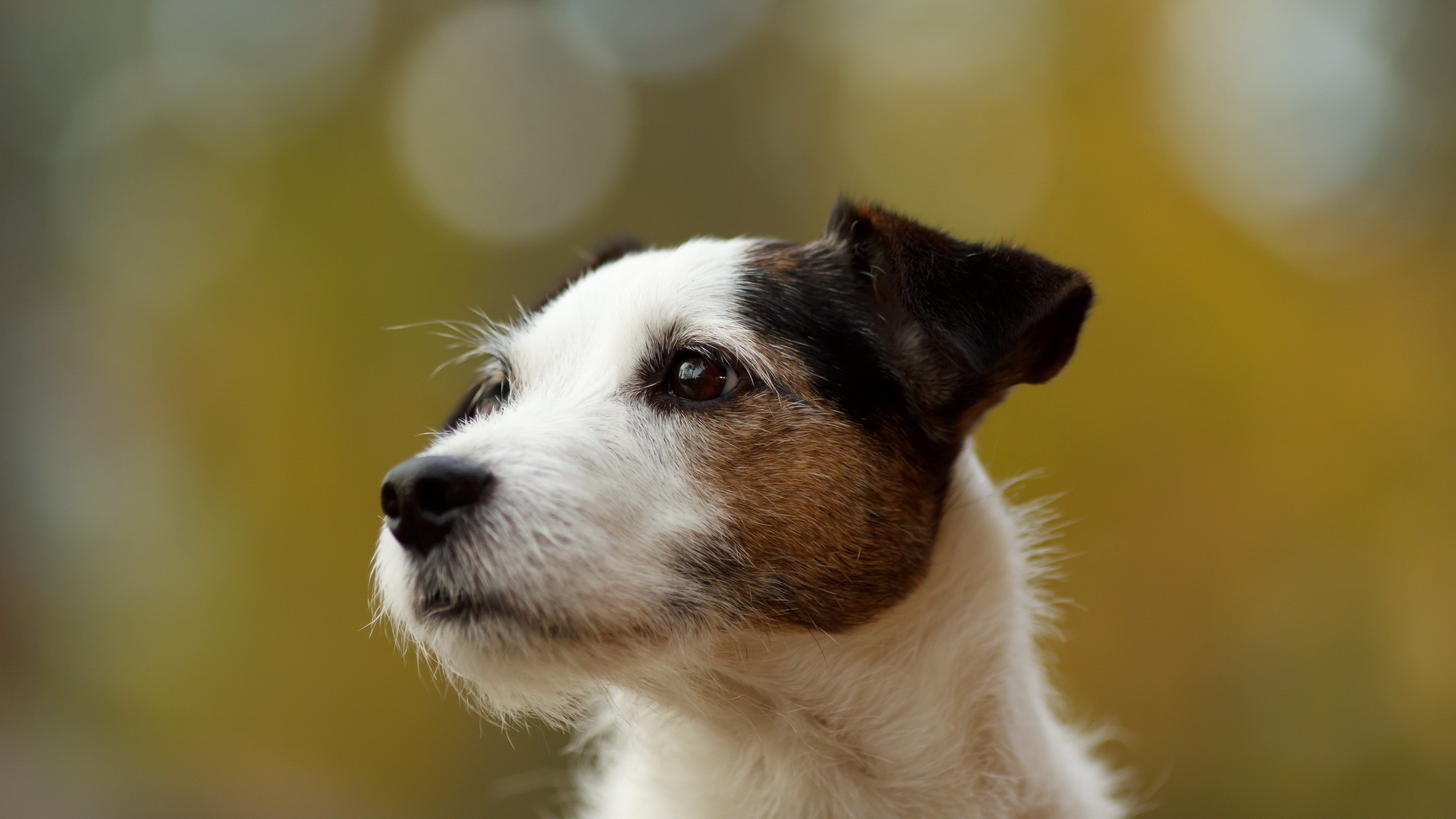 Dog Bokeh Jack Russell Terrier Animals 2560x1440