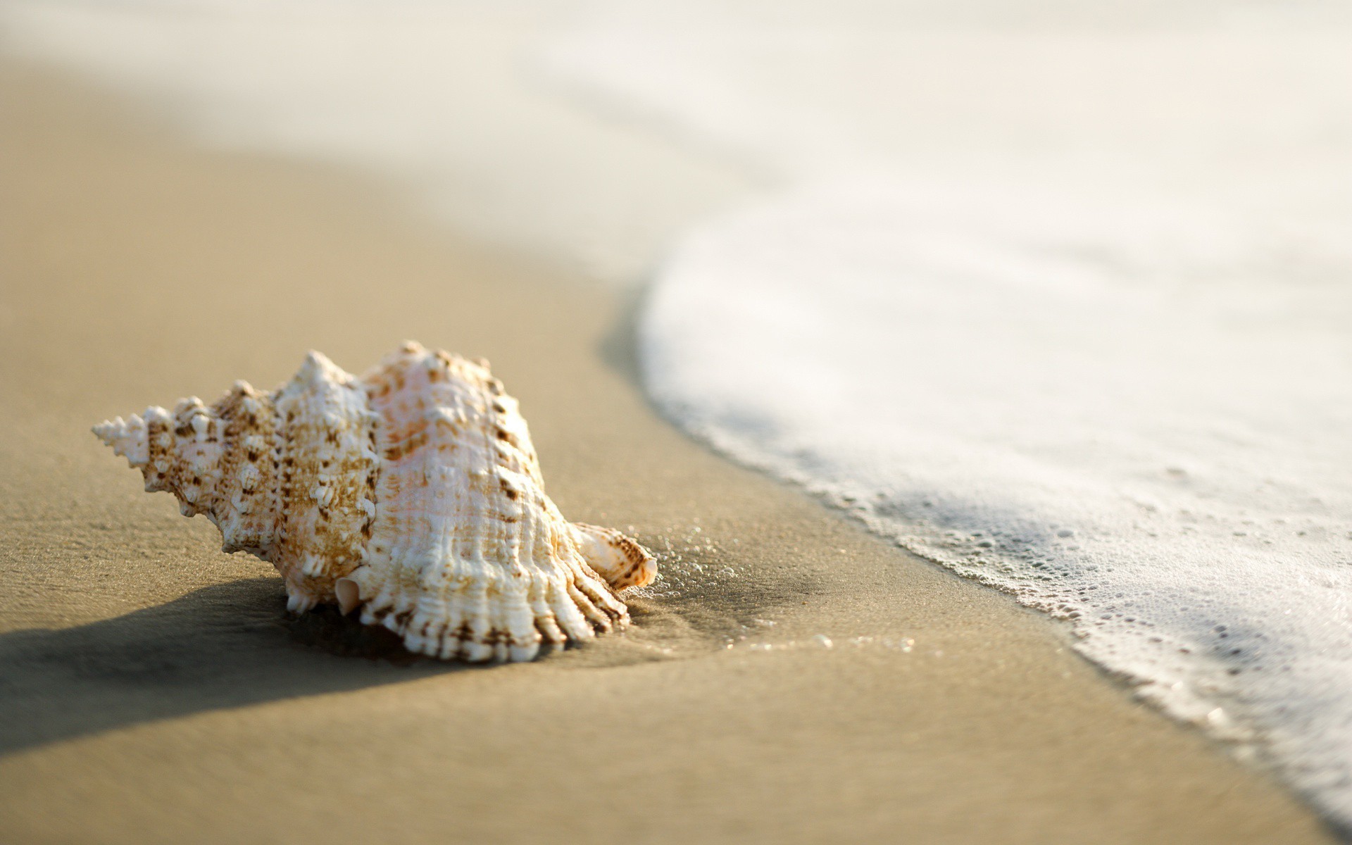 Seashells Beach Sand Coast Nature 1920x1200