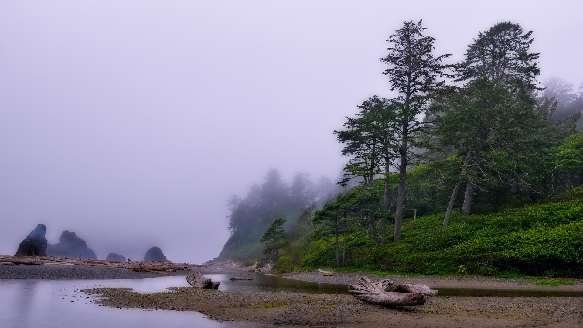 Fog Rock Water Tree Driftwood 1920x1080