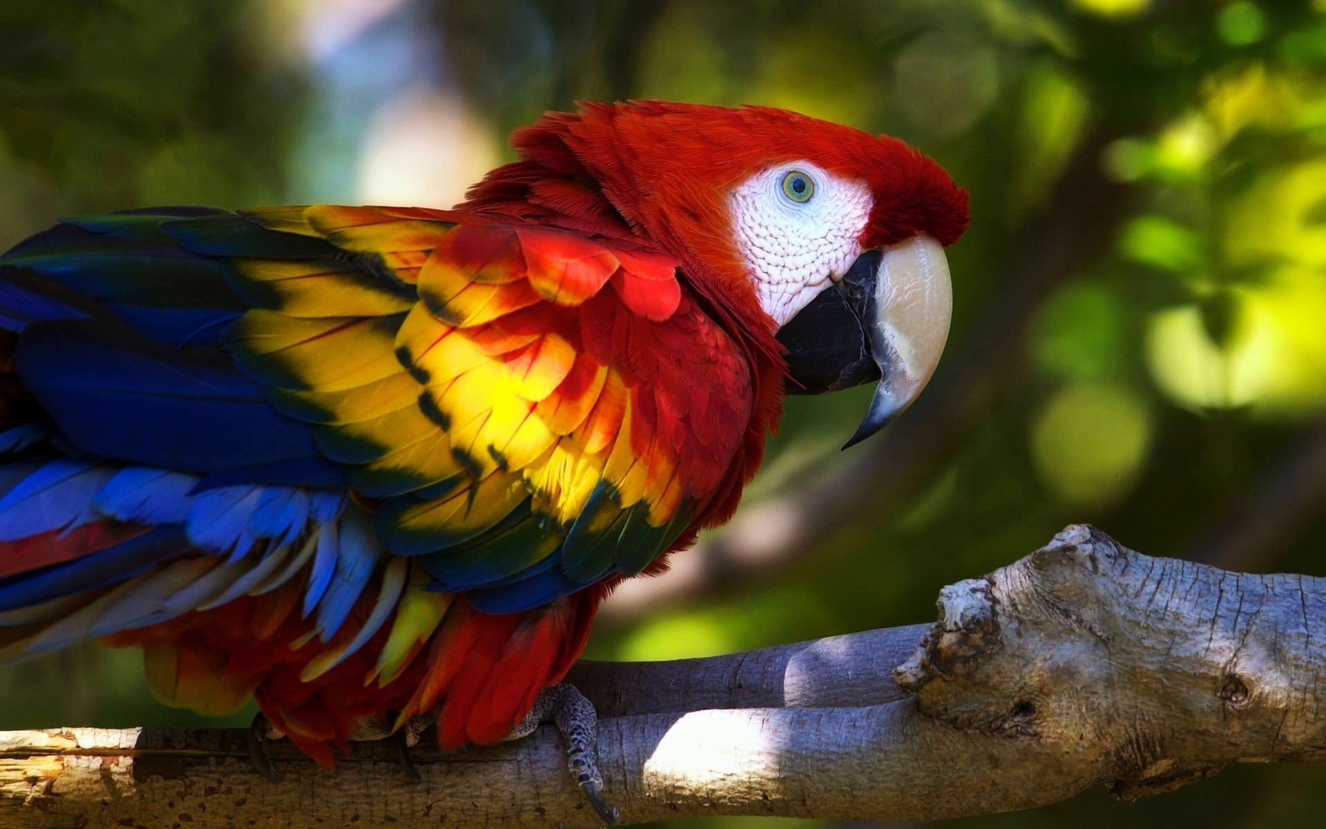 Parrot Animals Birds Colorful Macaws Branch 1920x1200