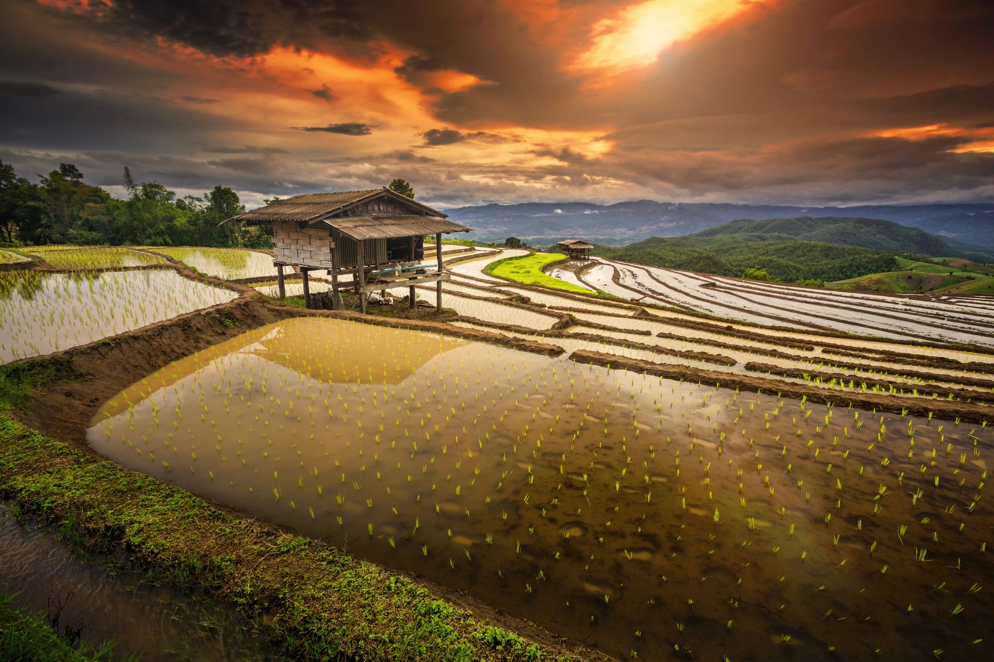 Ripe Ears Of Rice In A Paddy Field Picture And HD Photos | Free Download On  Lovepik