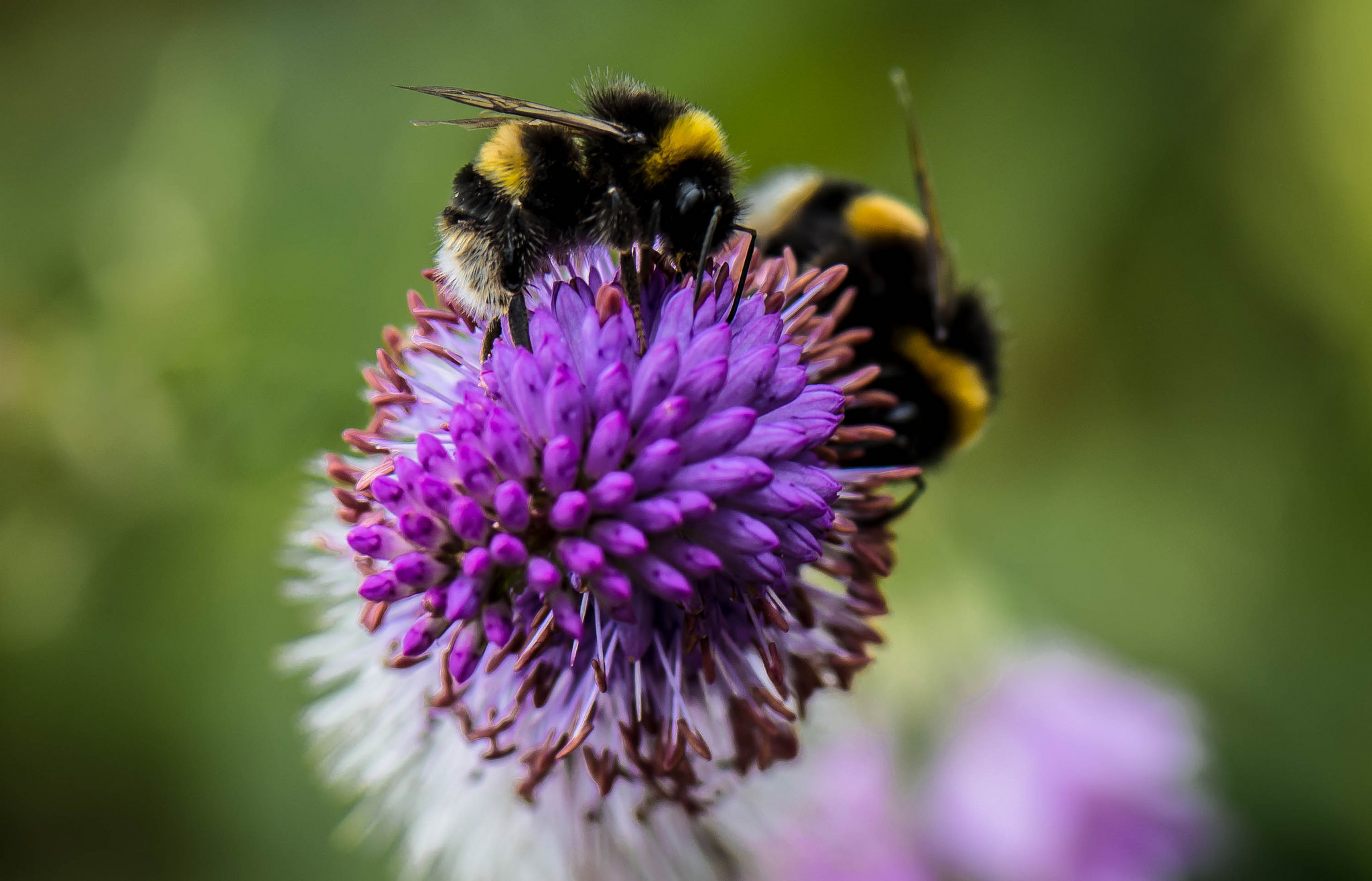Bumblebee Insect Nature Macro Purple Flower 2048x1315
