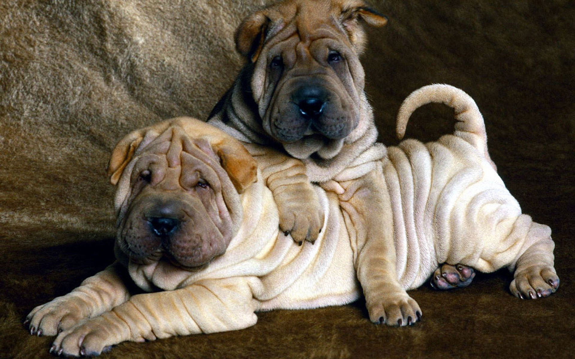 Animal Shar Pei 1920x1200