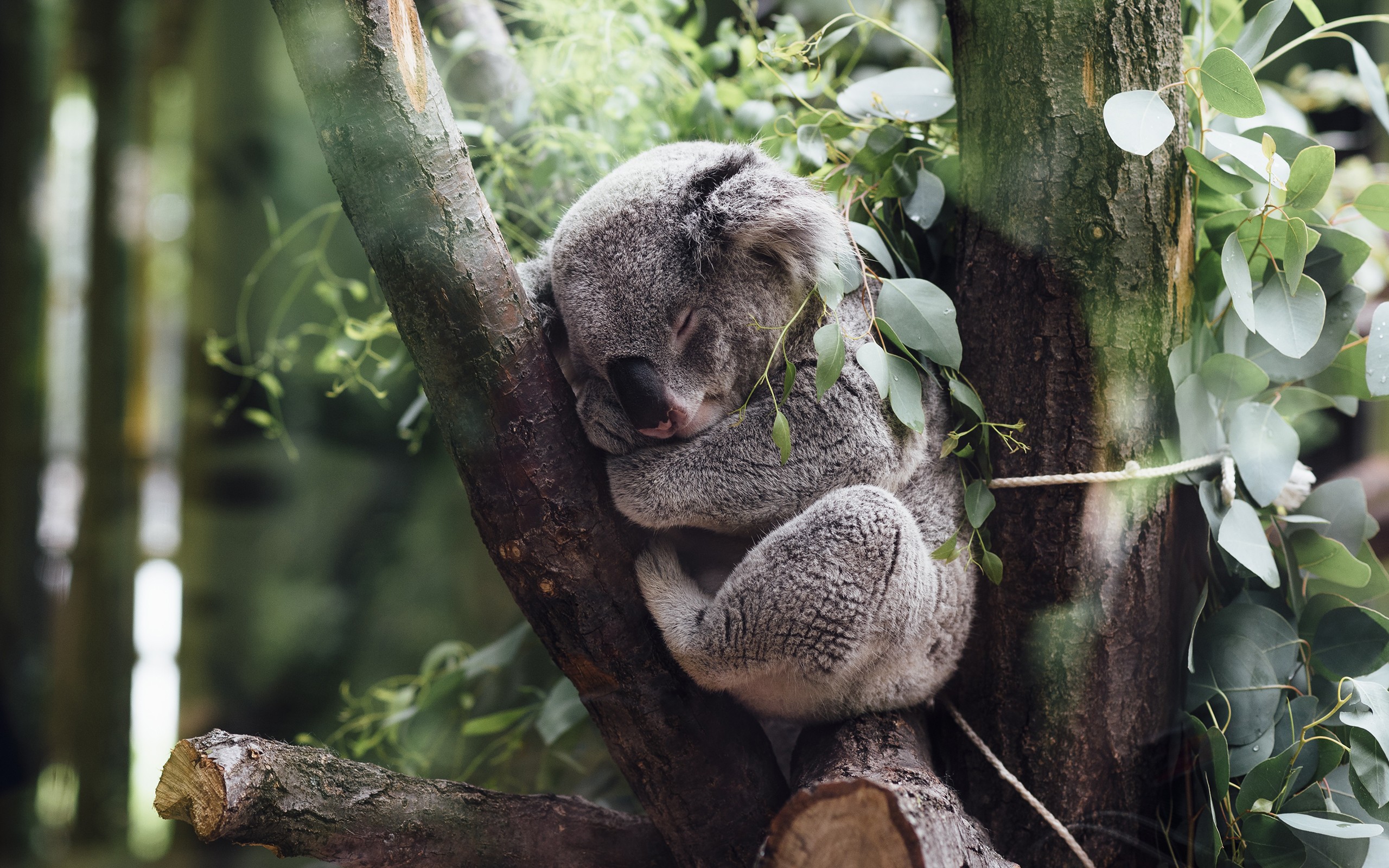 Animals Koalas Mammals Wildlife 2560x1600