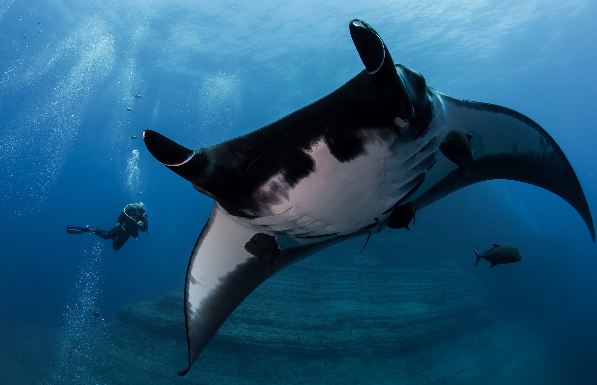 Animals Underwater Divers Manta Rays 1920x1238