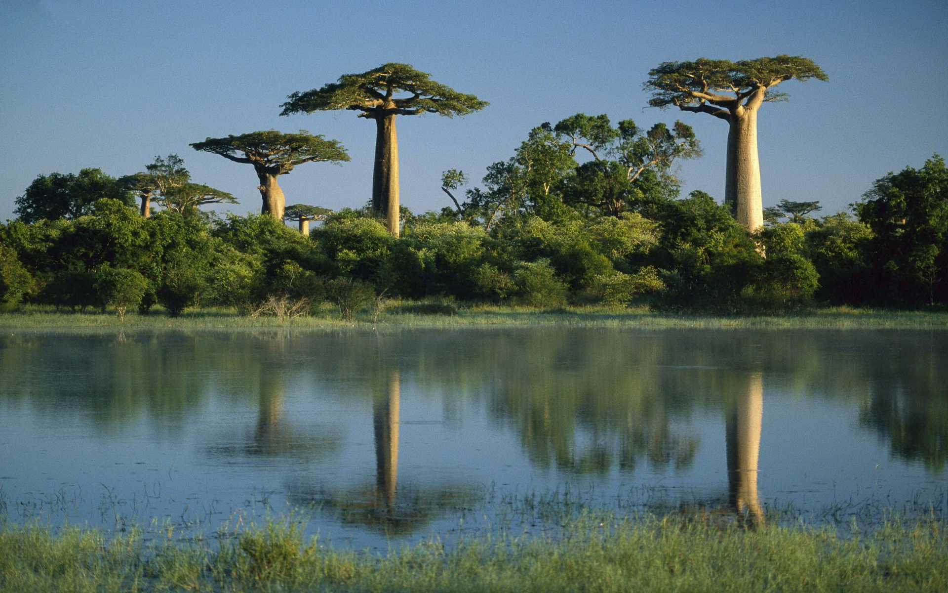 Baobab Tree 1920x1200