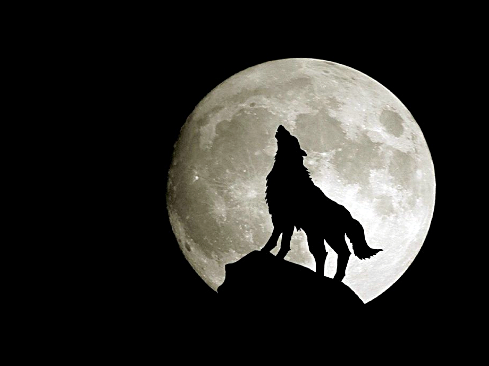 Wolf Howling Moon Dark 1600x1200