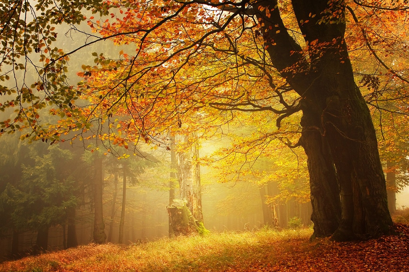 Amber Forest Fall Mist Leaves Morning Trees Grass Nature Landscape 1366x911