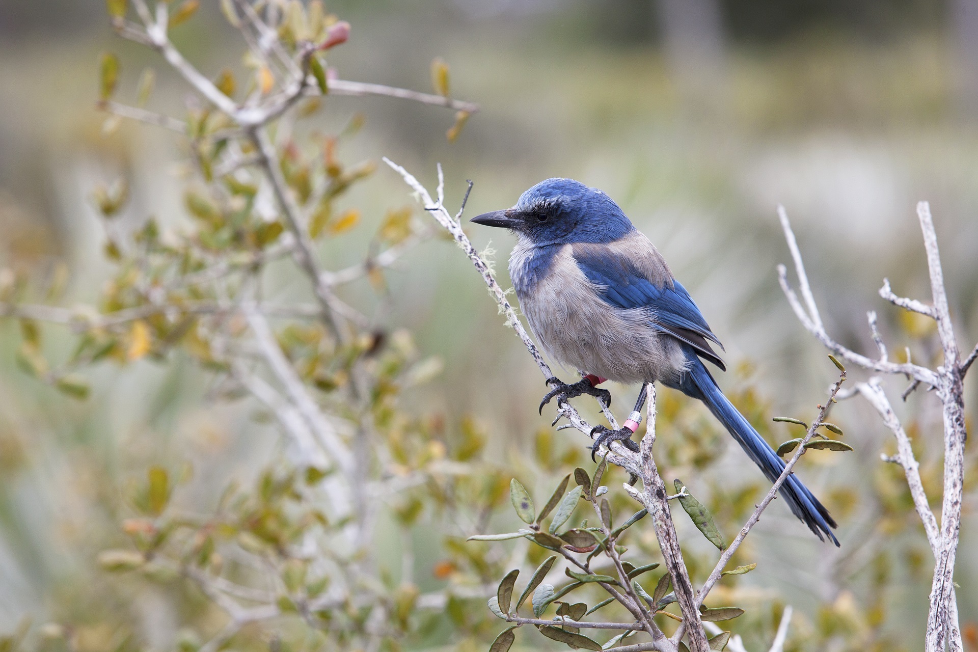 Bird Jay Branch Wildlife 1920x1280