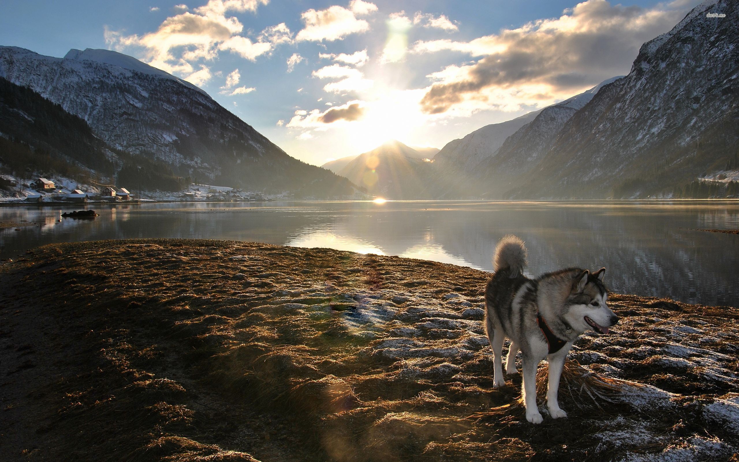 Mountains Dog Landscape Alaskan Malamute Nature Lens Flare Lake Sunlight 2560x1600