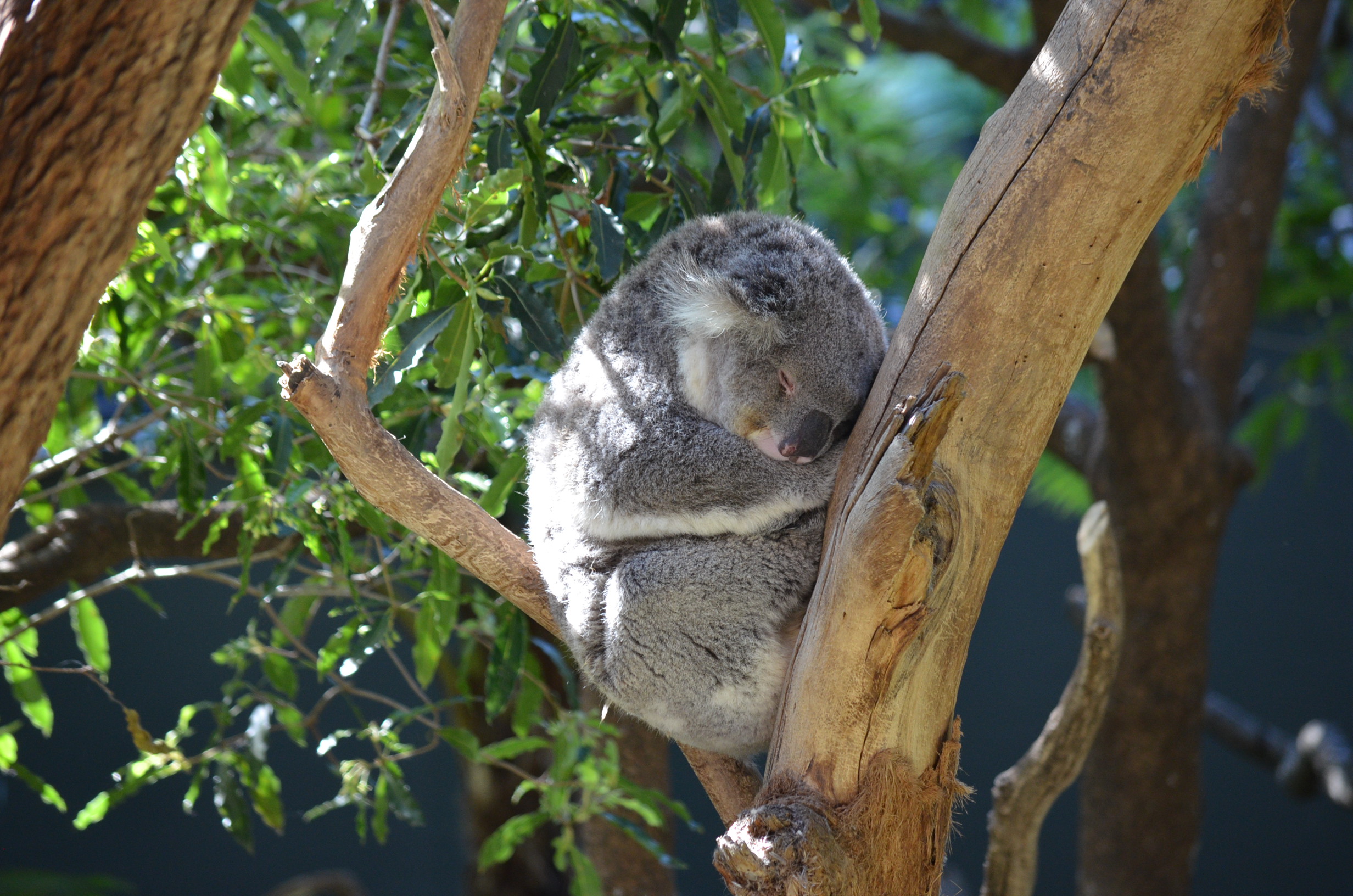 Koala Koala Bear Sleeping Mammal Marsupial Australia Zoo 2464x1632