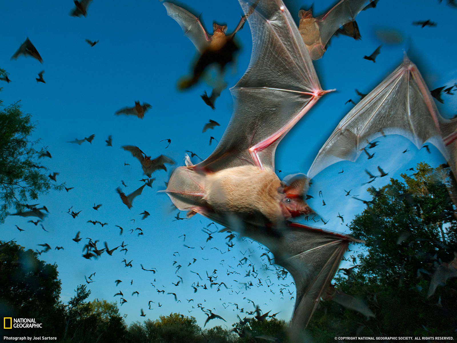 Animal Bat 1600x1200