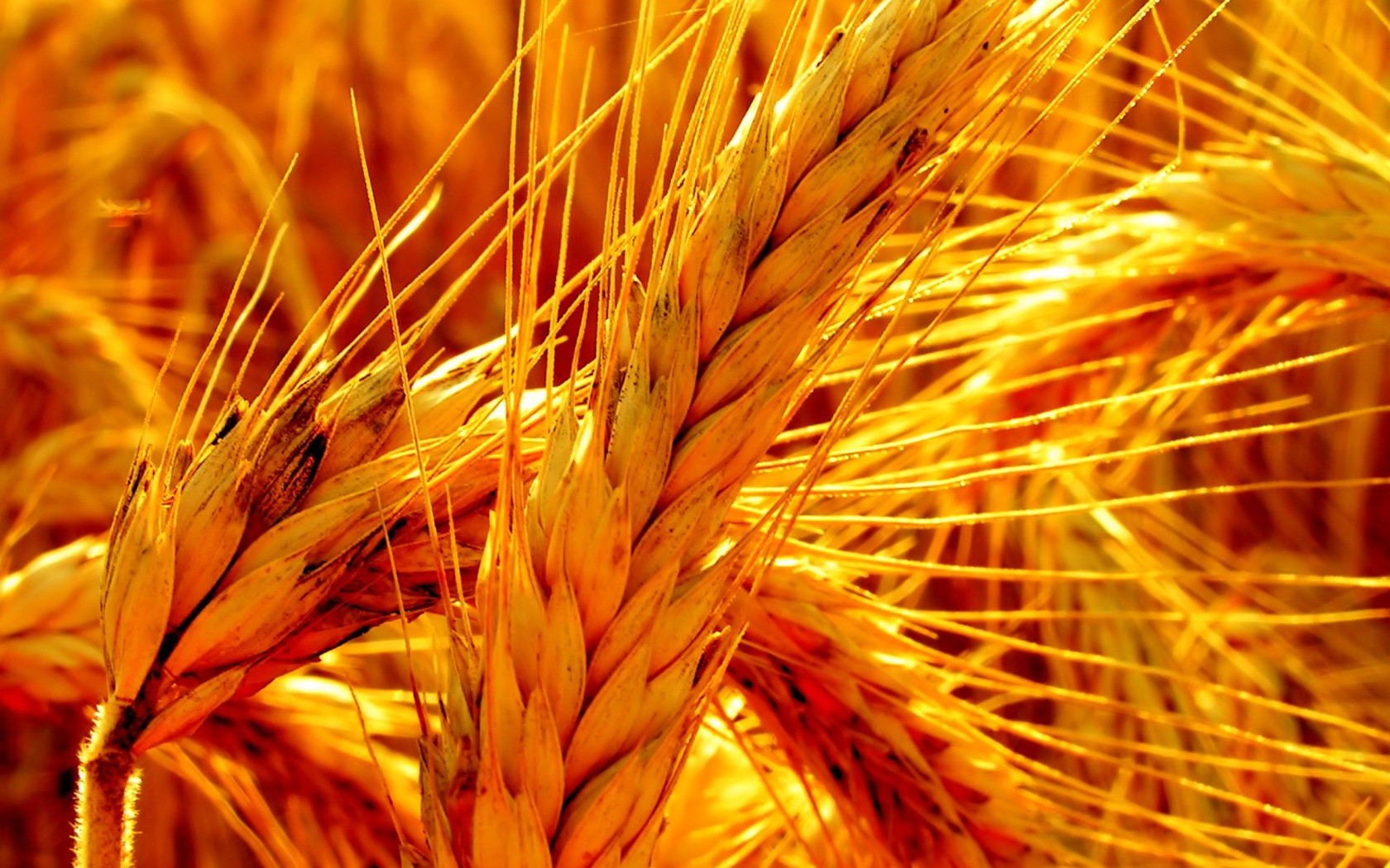 Wheat Nature Crops Spikelets 1680x1050