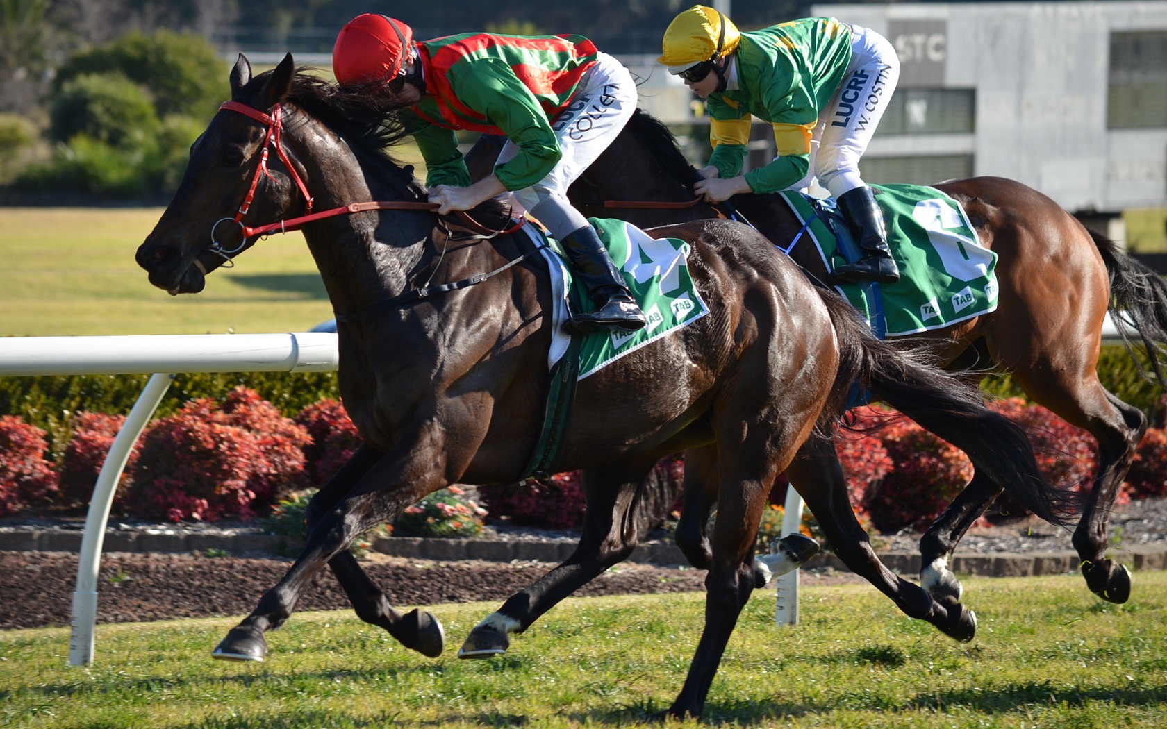 Animal Horse Race Racing Horse Racing Jockey Photography Races 1680x1050