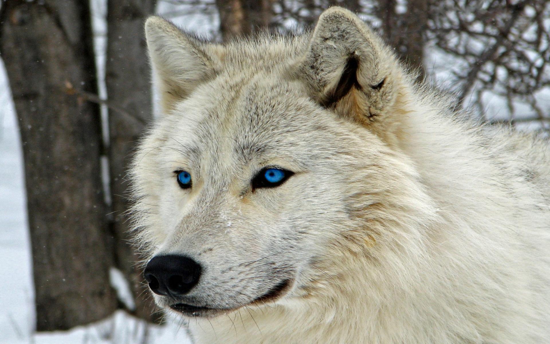 Wolf White Wolf Blue Eyes 1920x1200