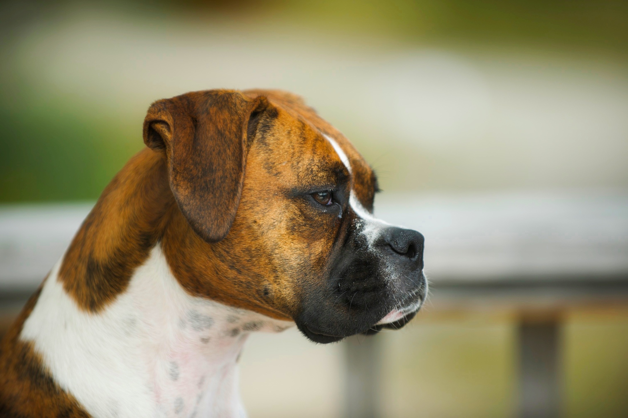 Boxer Dog Dog Portrait 2200x1465