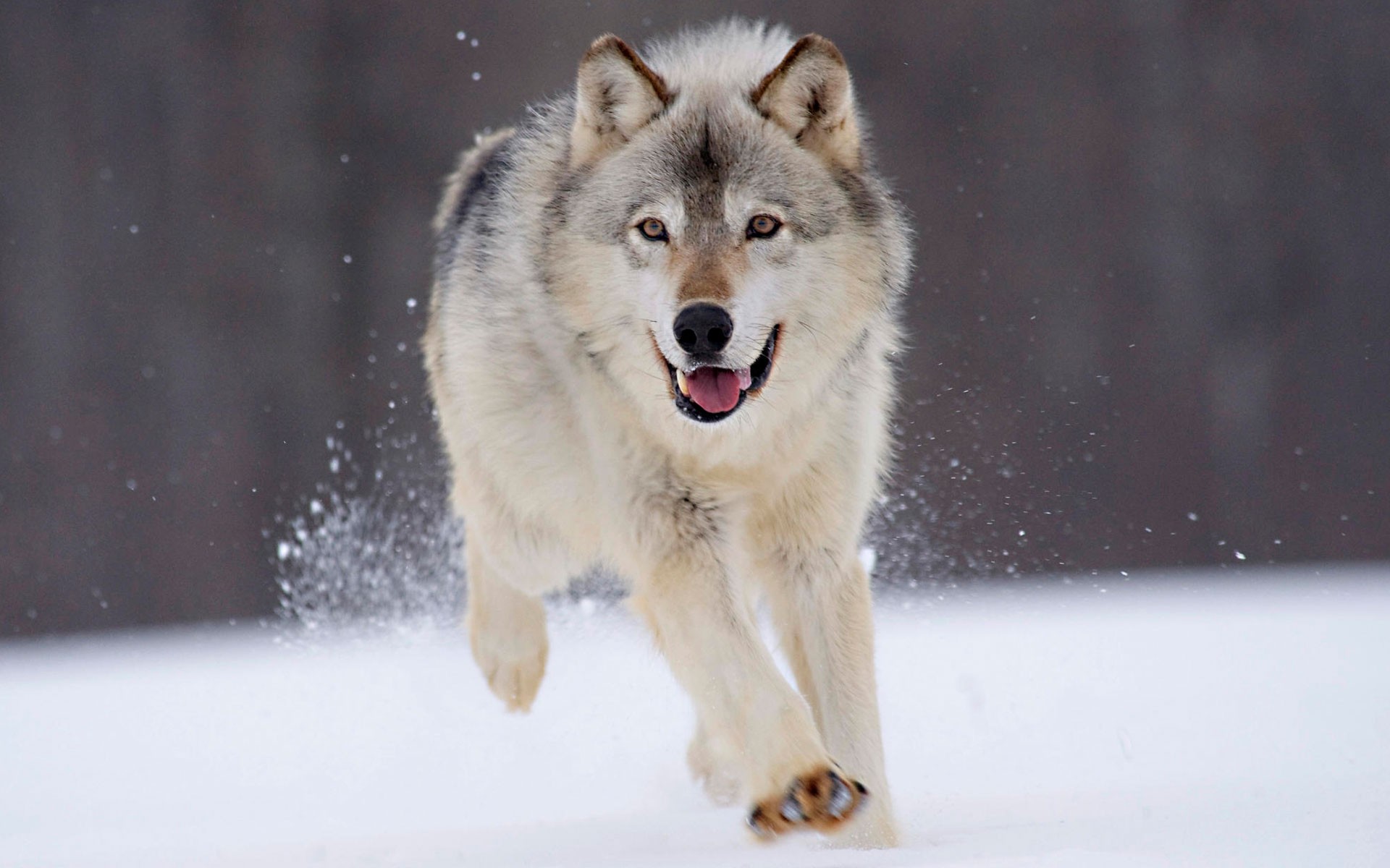 Animals Nature Wolf Snow Run 1920x1200