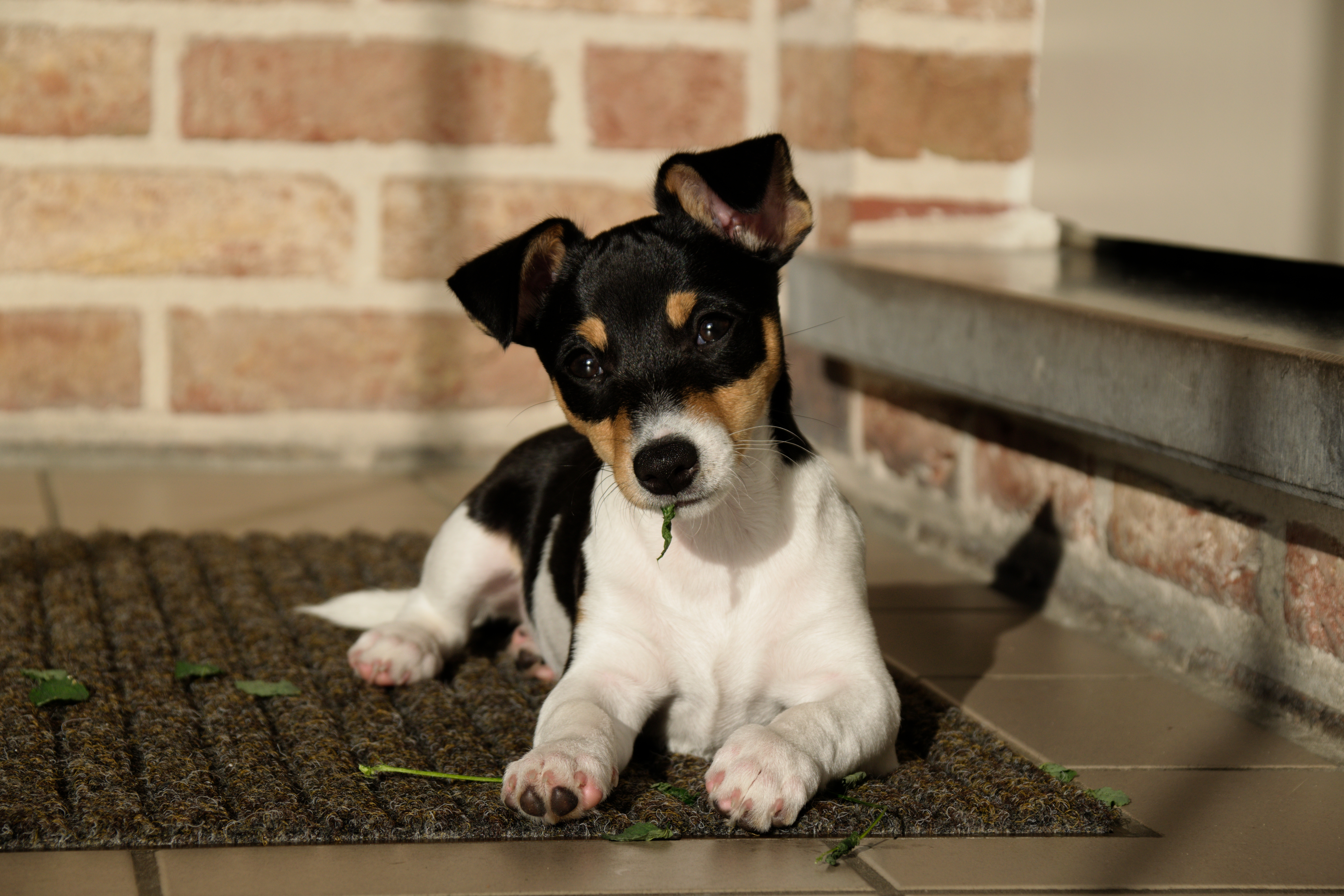 Dog Jack Russell Terrier Puppies 6000x4000