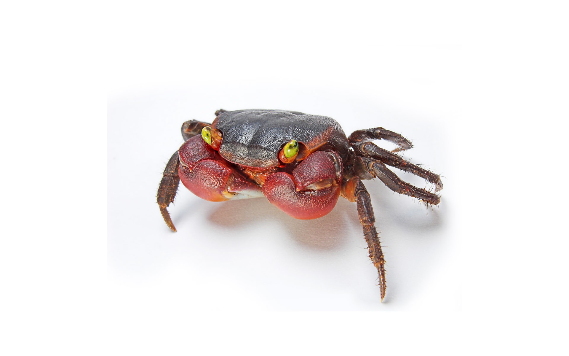 Crabs Crustaceans Animals 1920x1200