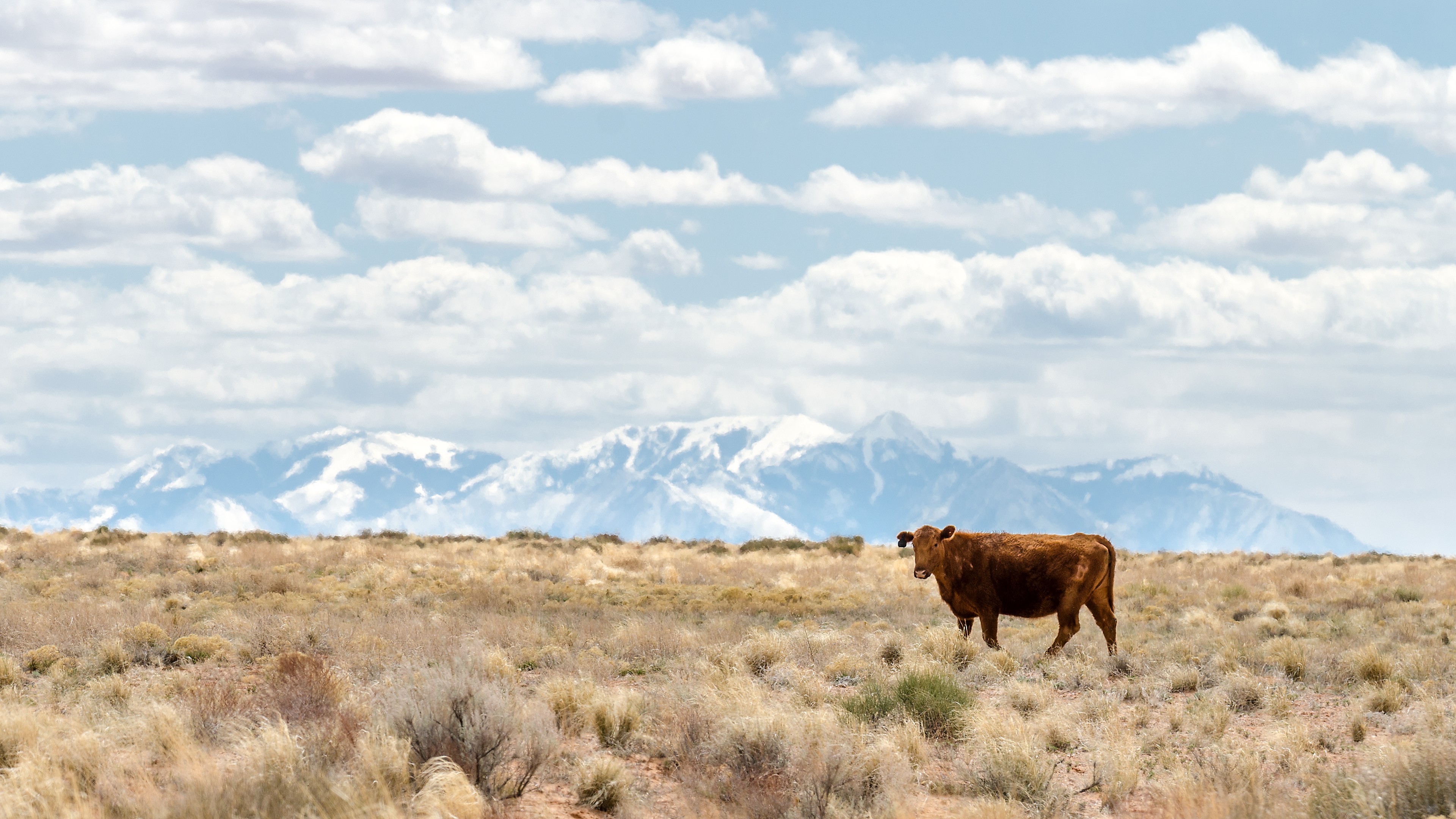 Landscape Nature Cow Animals Plains Mountains Clouds Shrubs Daylight Far View Snowy Mountain Dry Dry 3840x2160