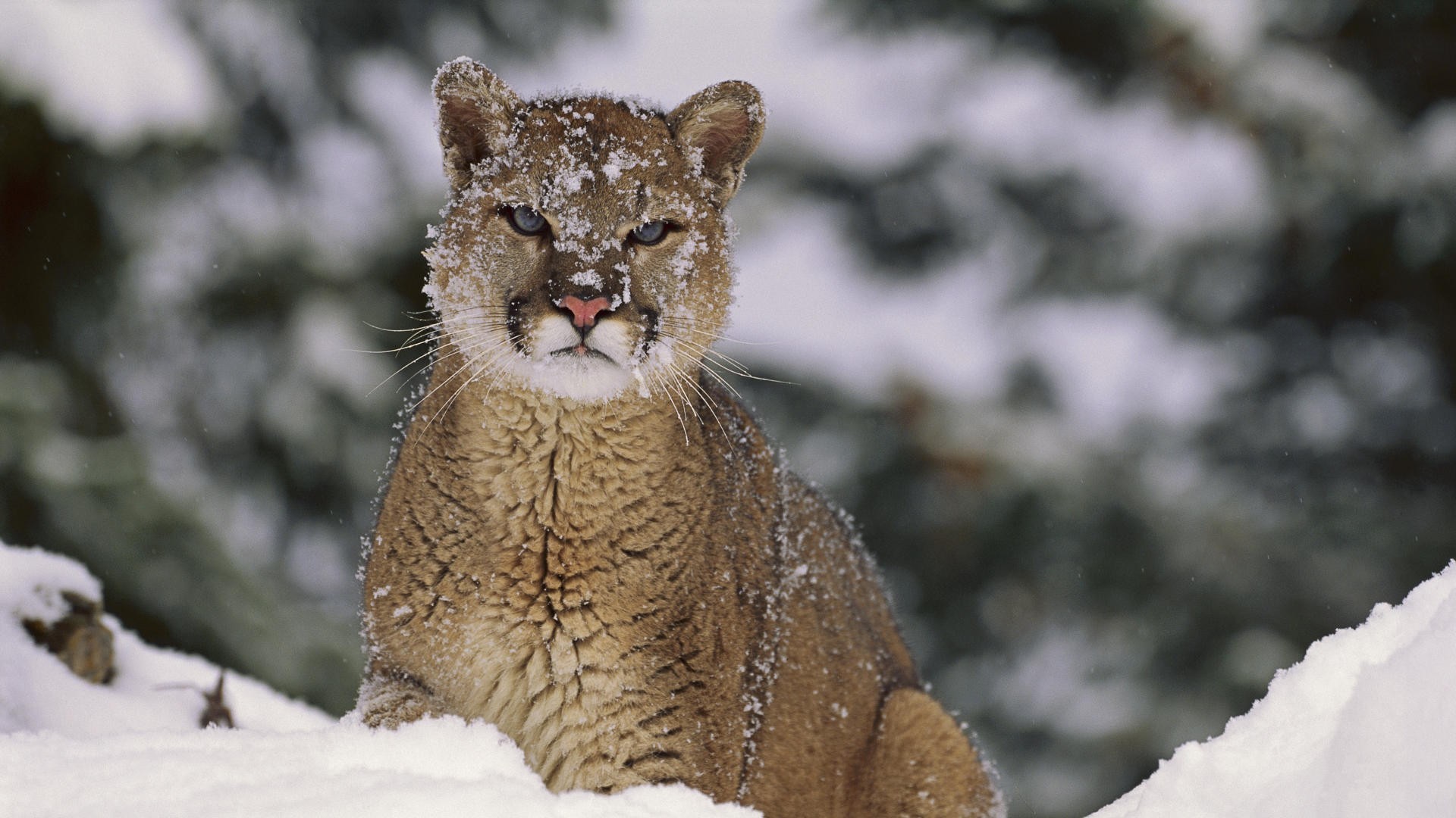 Puma Animals Mammals Snow Wildlife 1920x1080