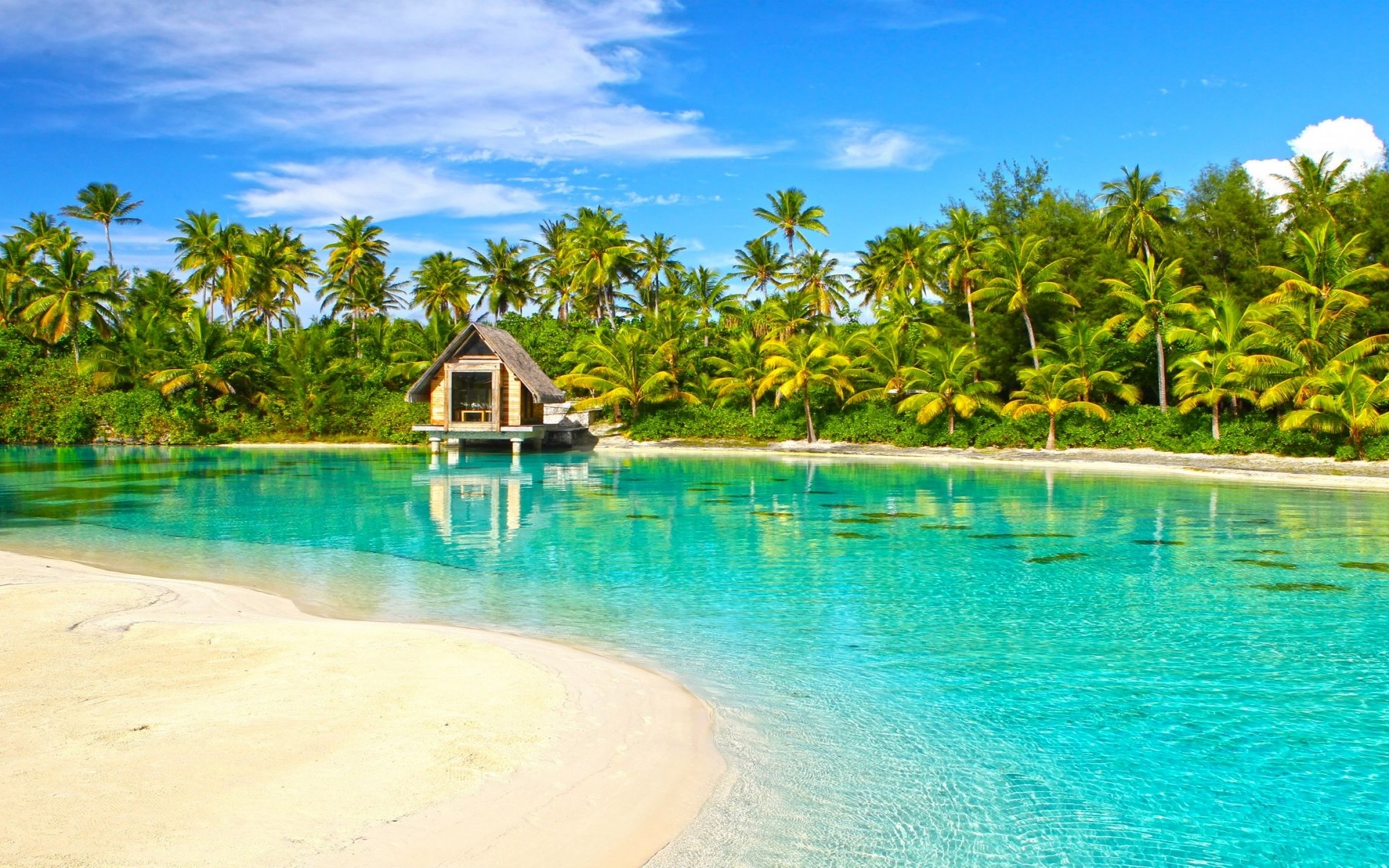 Hut Bungalow Bora Bora Ocean Palm Tree 1920x1200