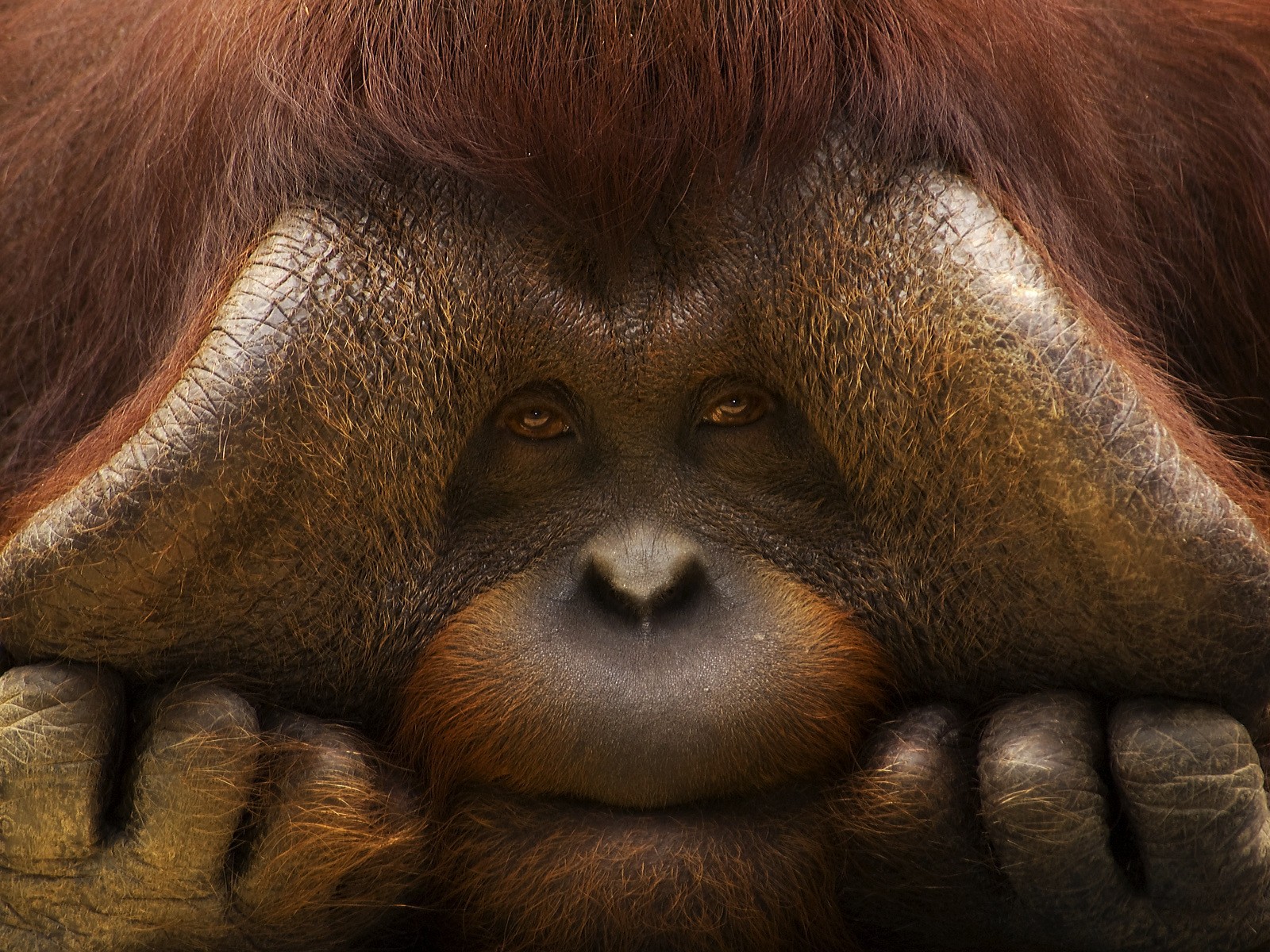 Orangutans Animals Monkey 1600x1200