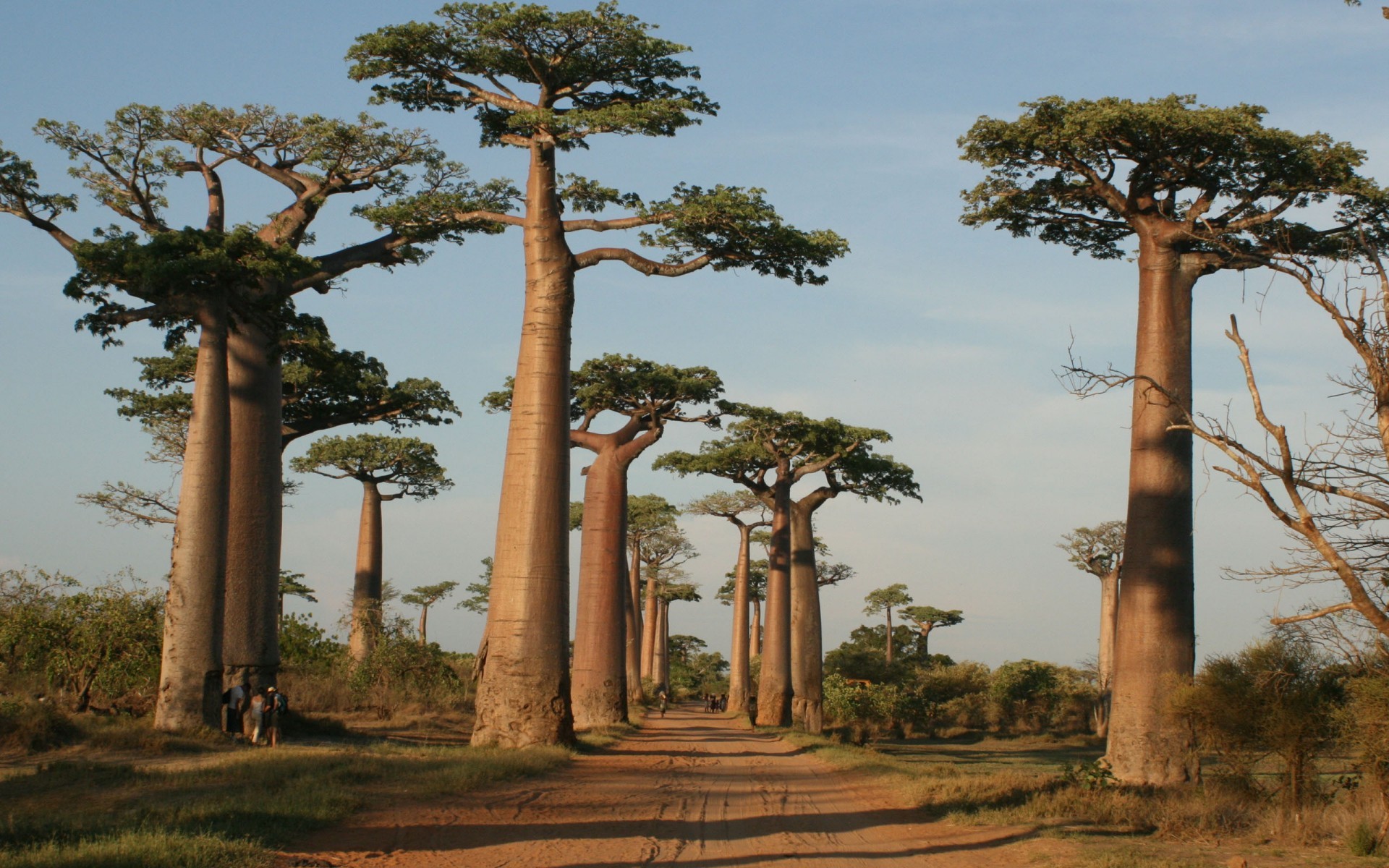 Trees Nature Madagascar Plants Landscape 1920x1200