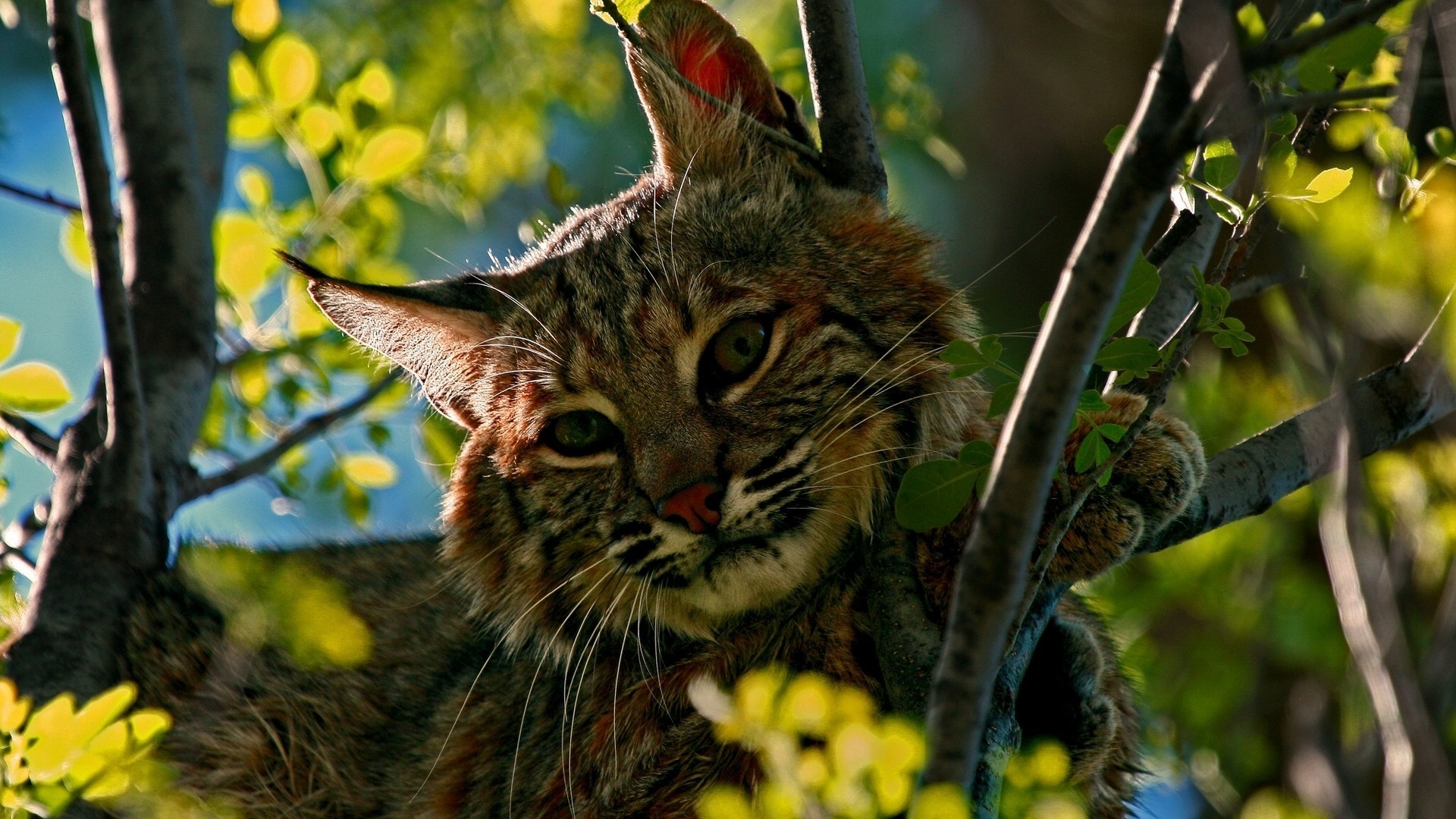 Wild Cat Animals Branch Bobcat 1920x1080