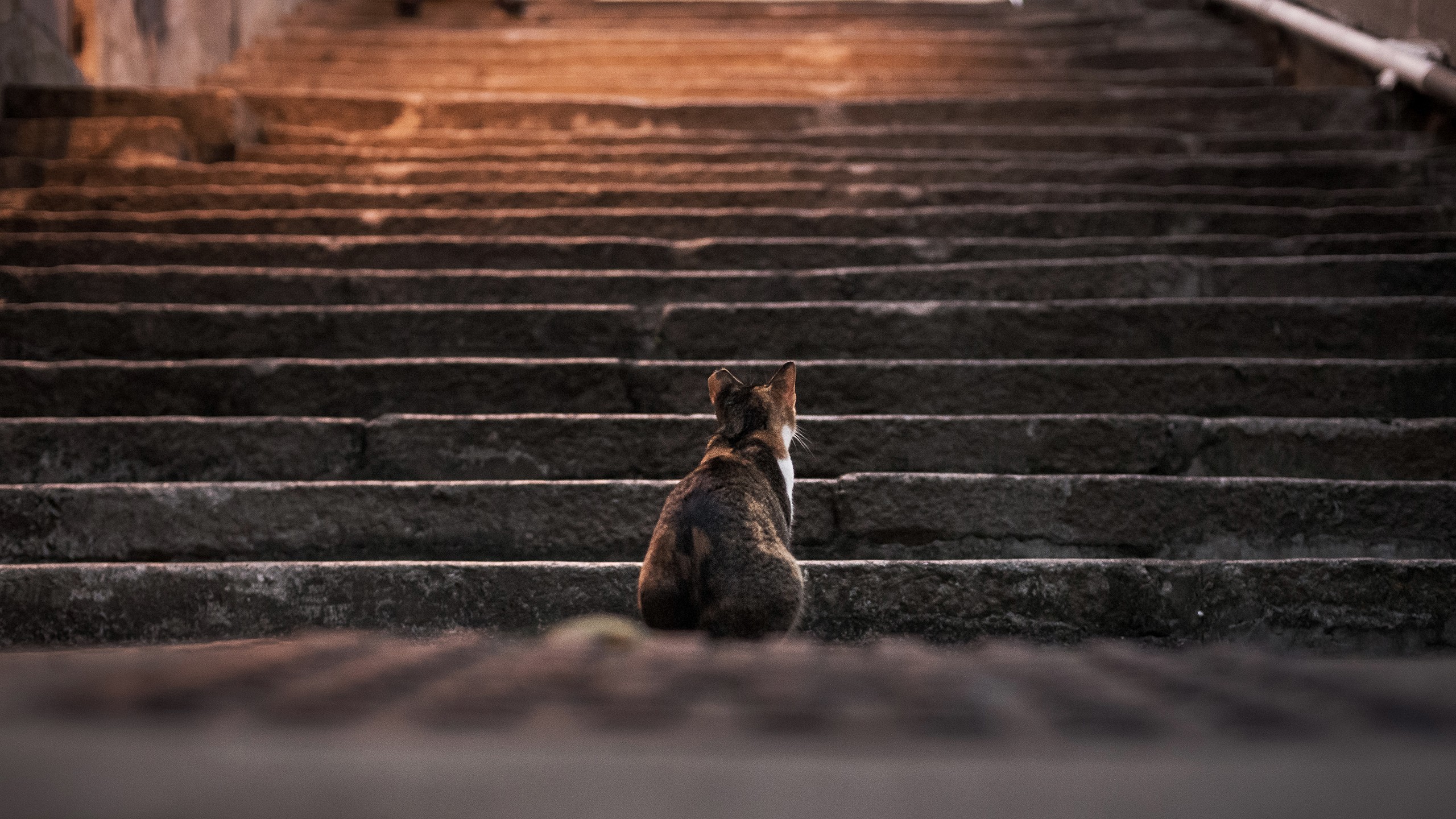Cats Animals Stairs Depth Of Field Steps 2560x1440