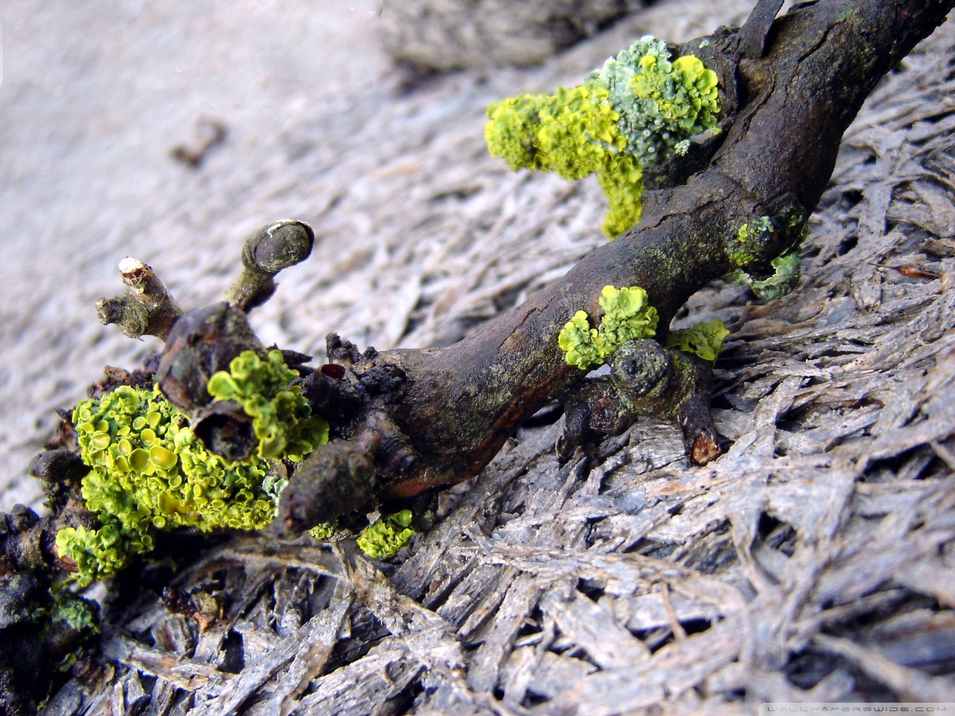 Macro Driftwood Lichen Nature 1920x1440