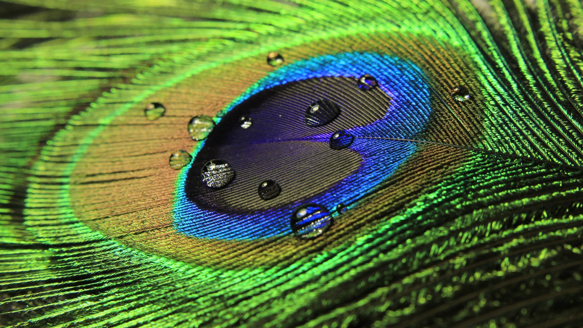 Peacocks Feathers Water Drops Photography Macro Green 1920x1080