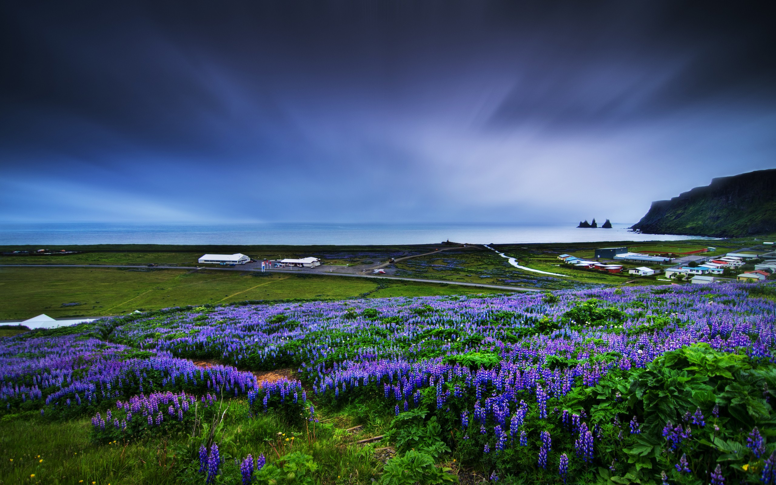 Coast Field Flowers Landscape Muscari Blue Flowers Sky Horizon 2560x1600