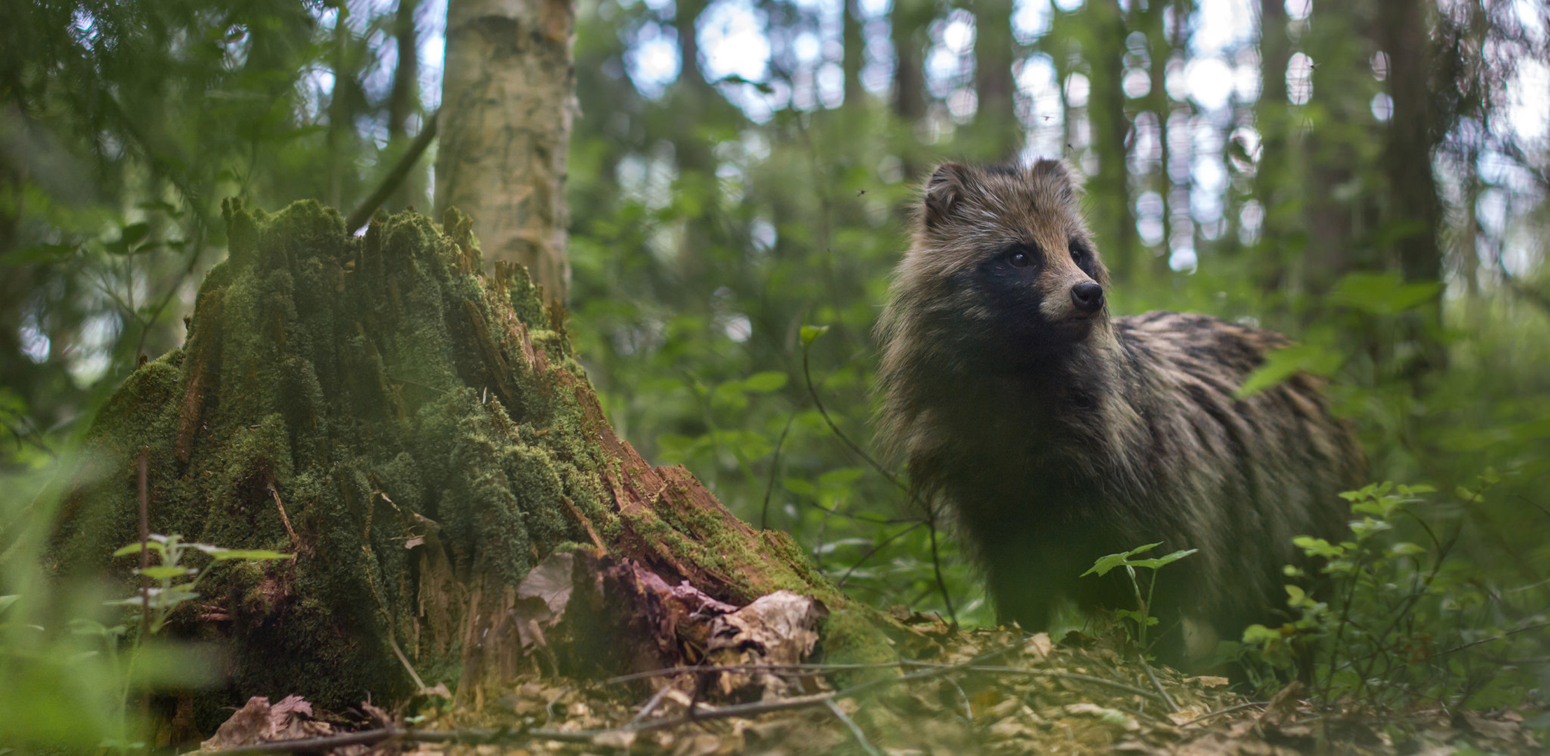 Raccoon Dog Wildlife 2214x1080