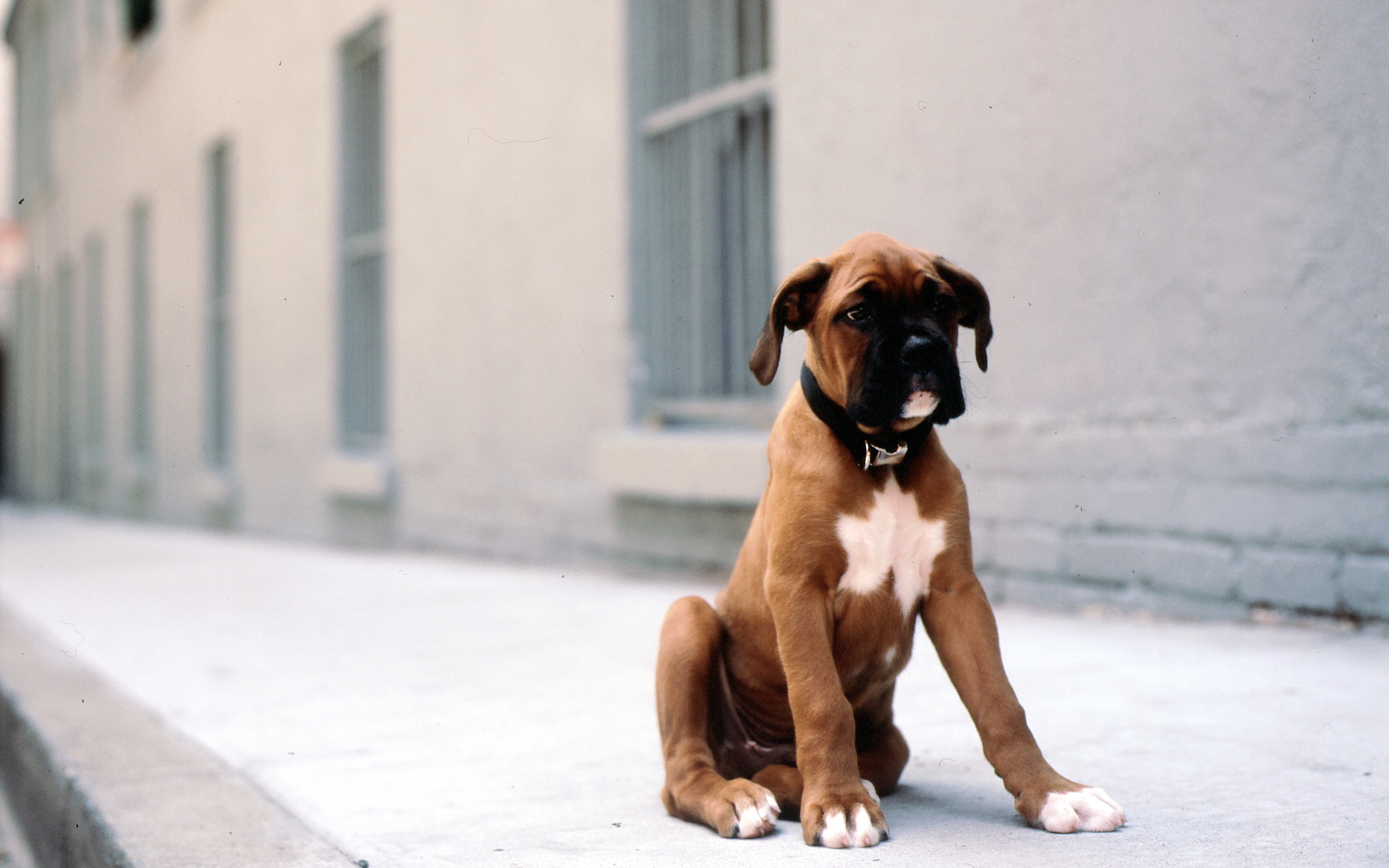 Animal Boxer 2560x1600