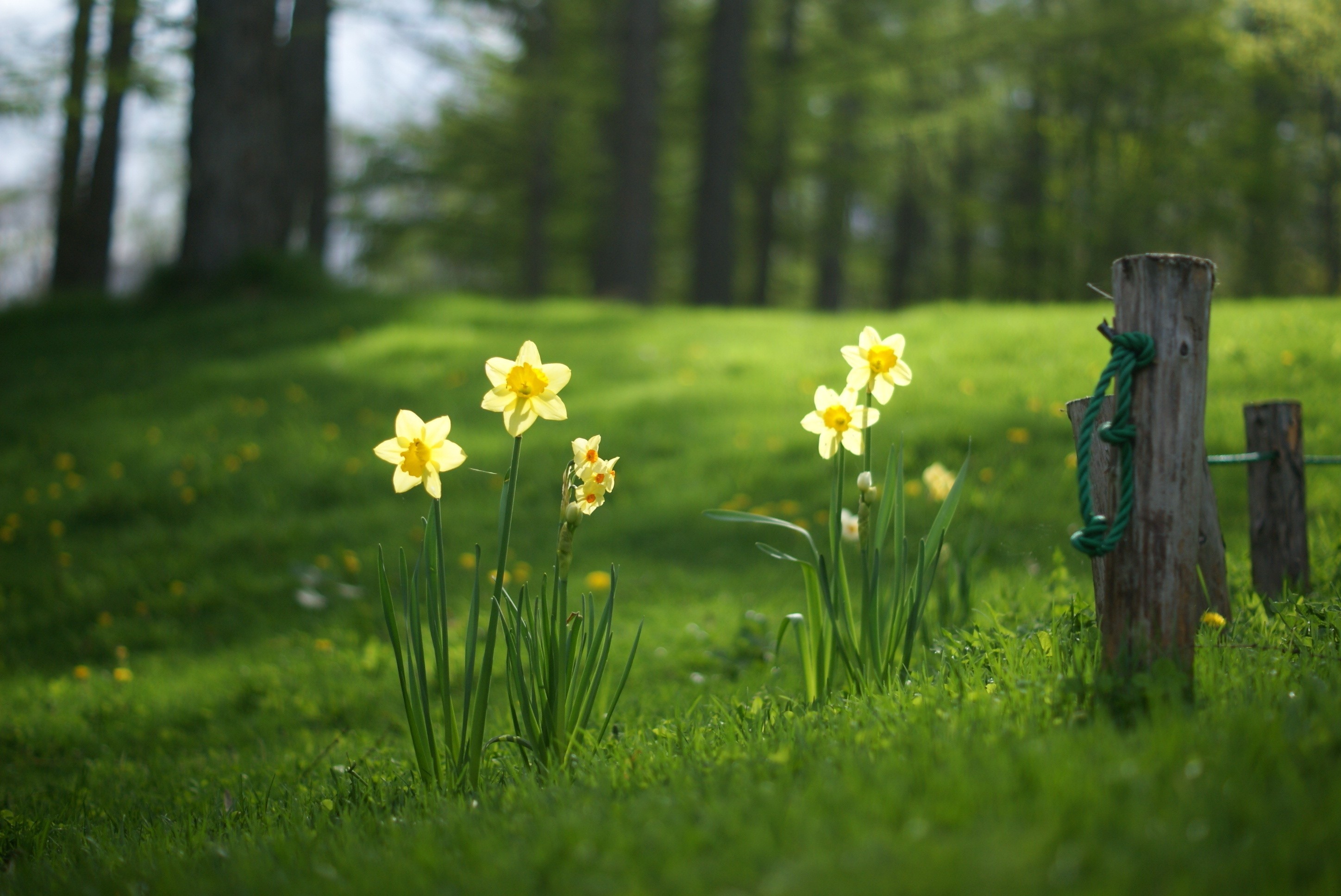 Flowers Daffodils Fence Grass Nature 2896x1936