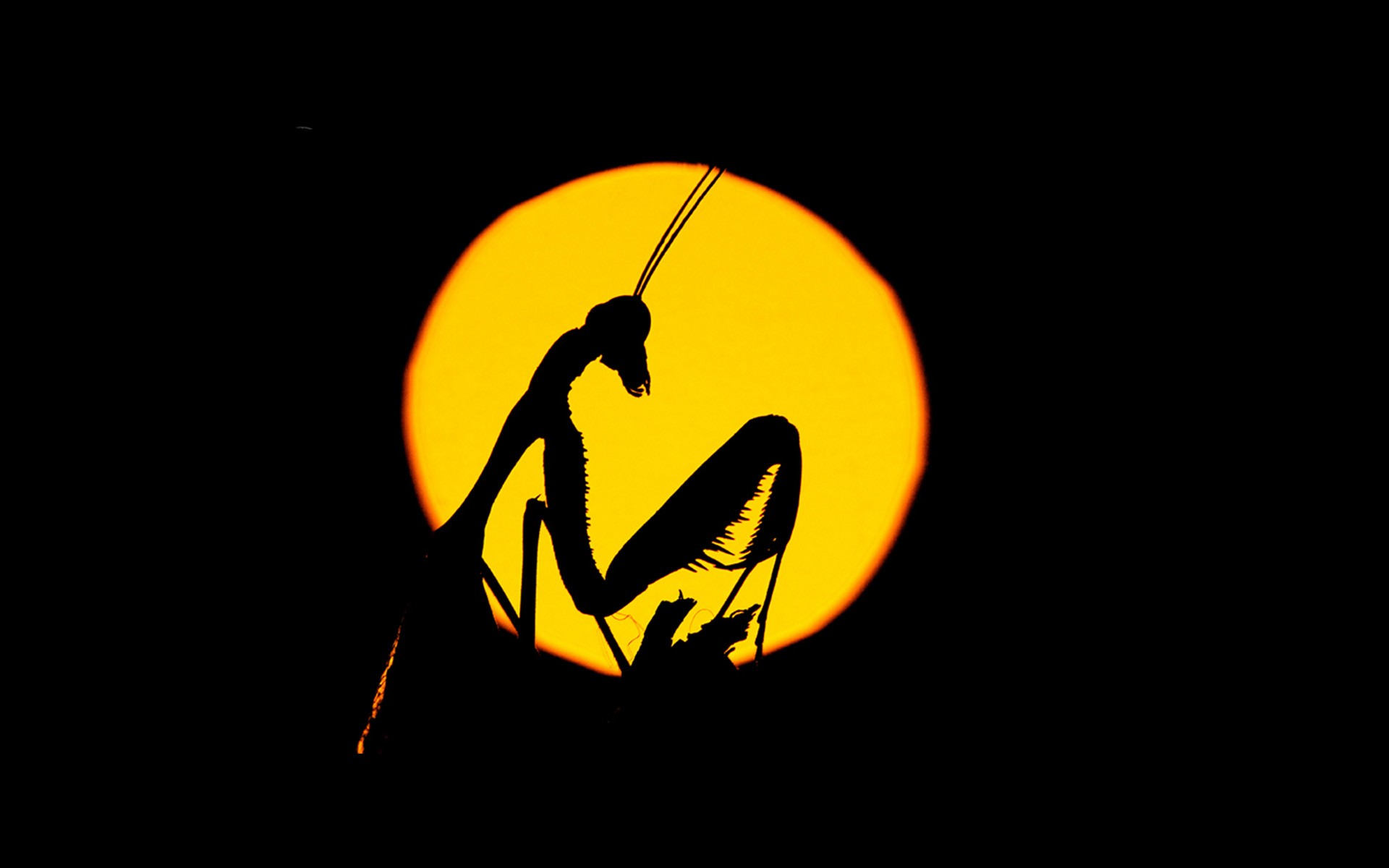 Nature Praying Mantis Animals Insect Yellow Silhouette Black Background 1920x1200
