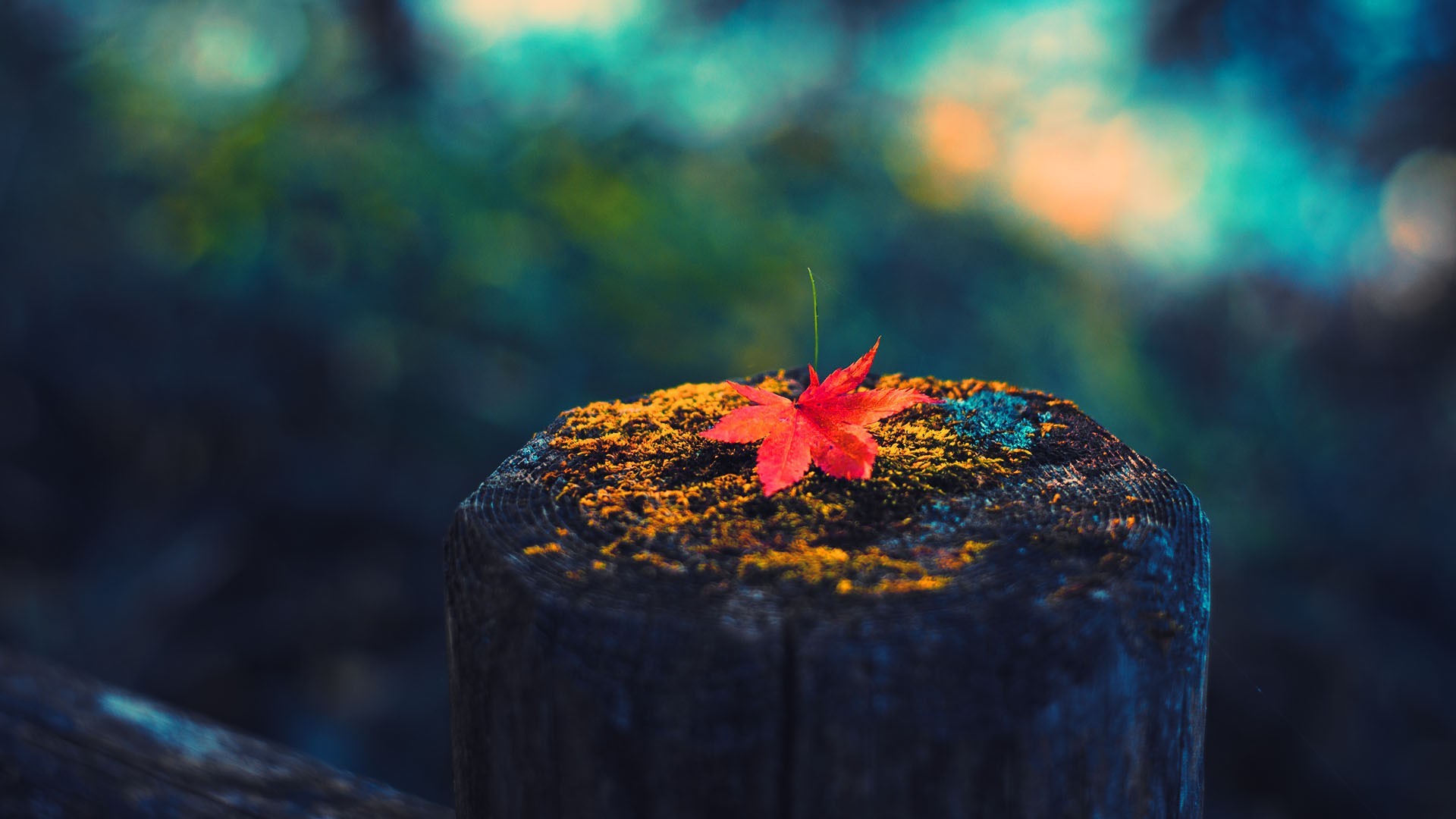 Colorful Depth Of Field Nature Macro Wood Lichen 1920x1080