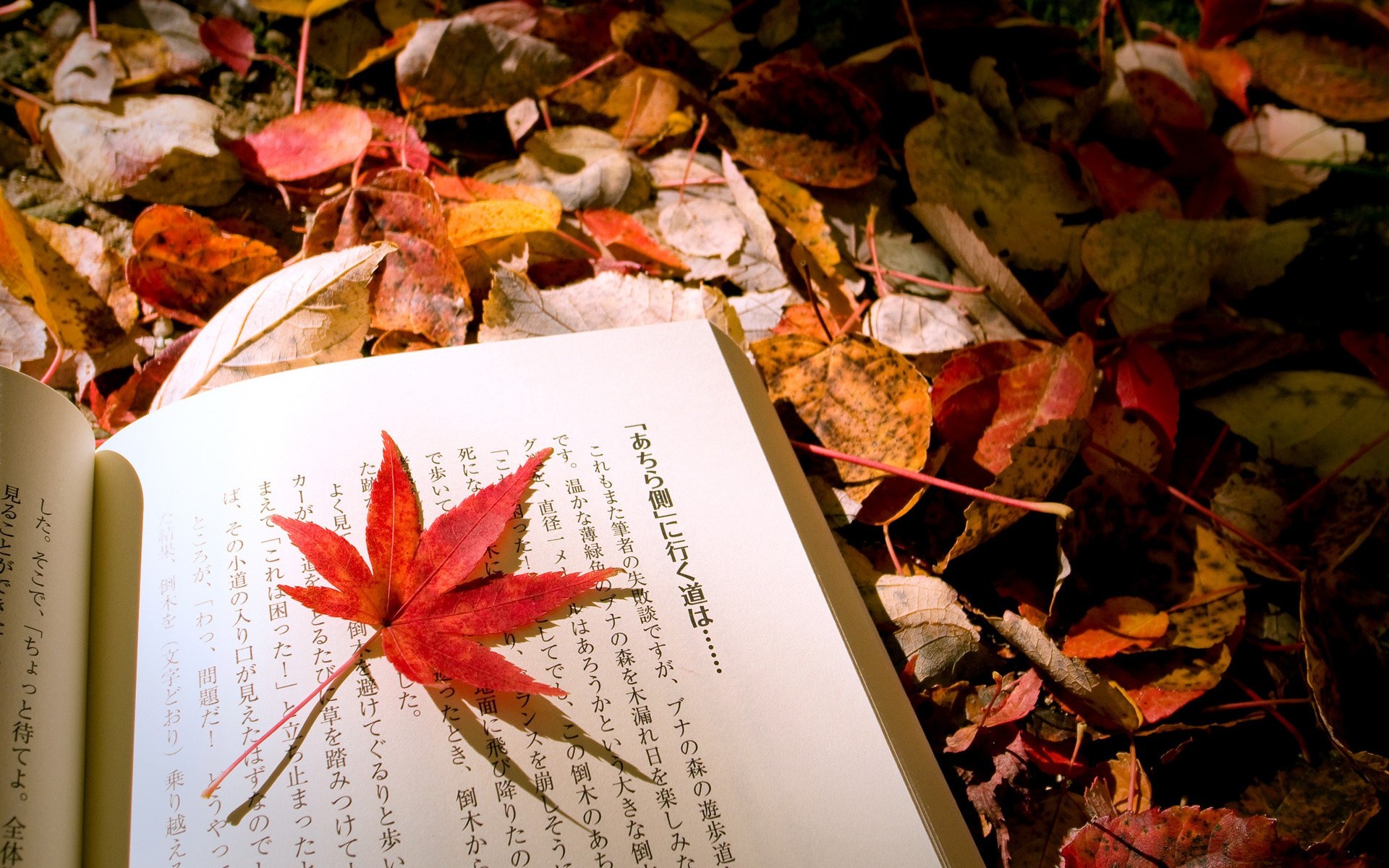 Book Fall Hiragana 1920x1200