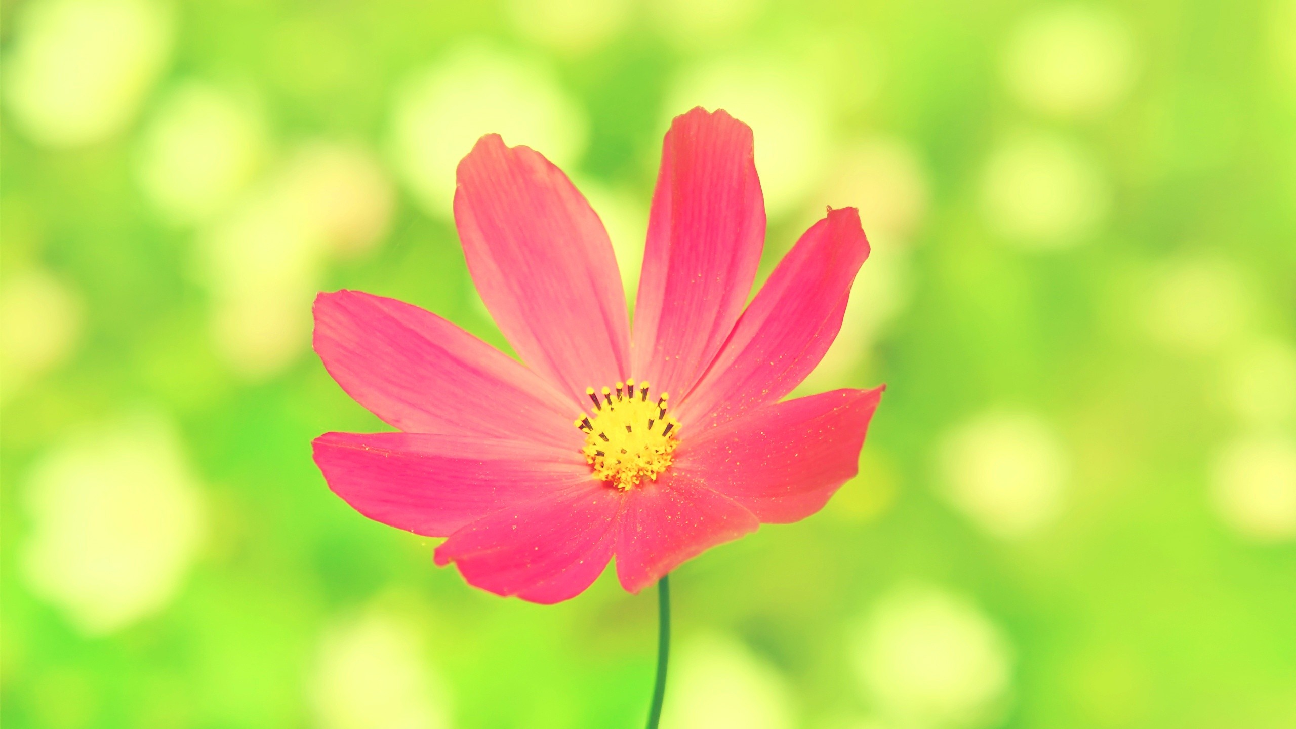 Pink Flowers Cosmos Flower Plants Green Pink Bright Colorful 2560x1440