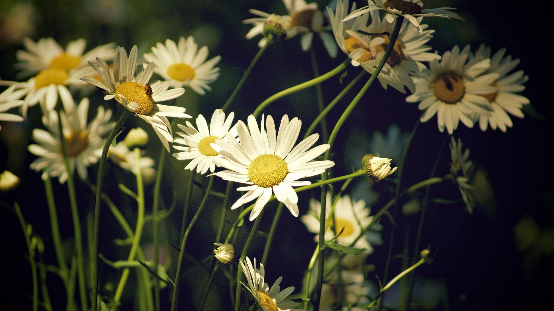 Flowers Nature Daisies Matricaria 1920x1080