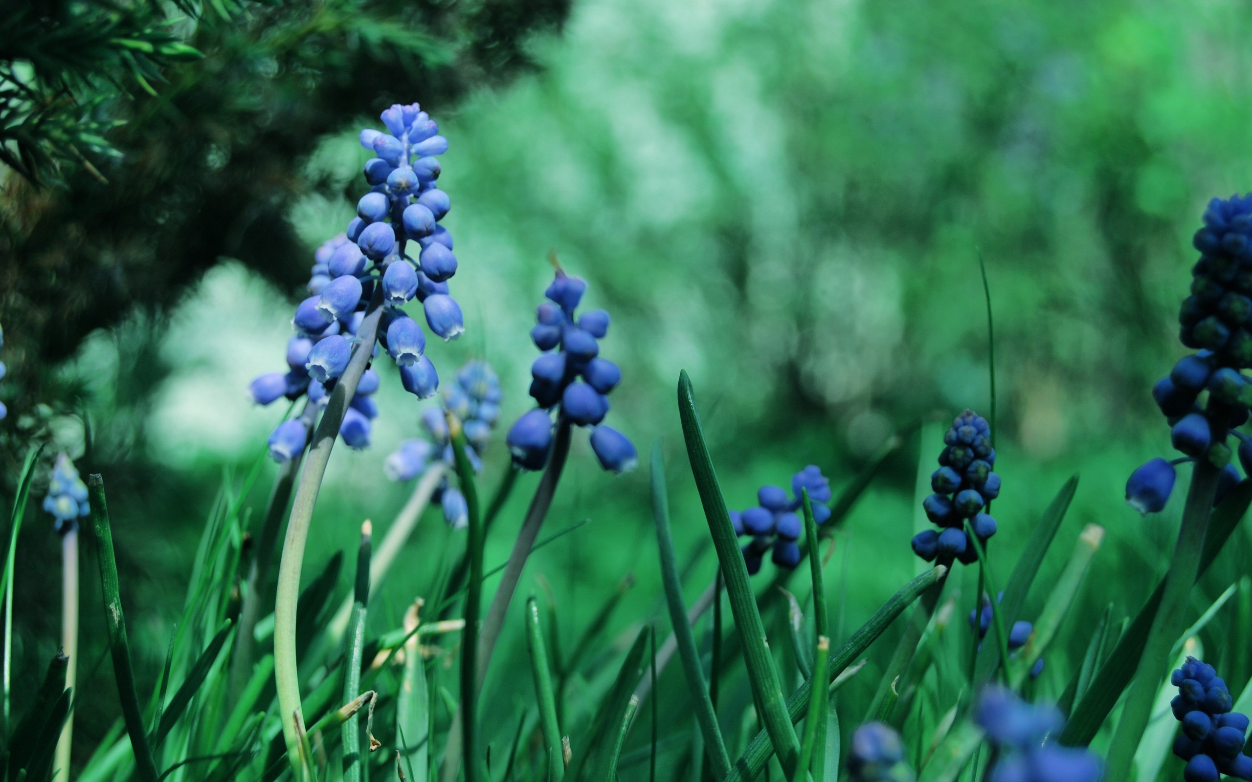 Nature Flowers Muscari Blue Flowers 2560x1600