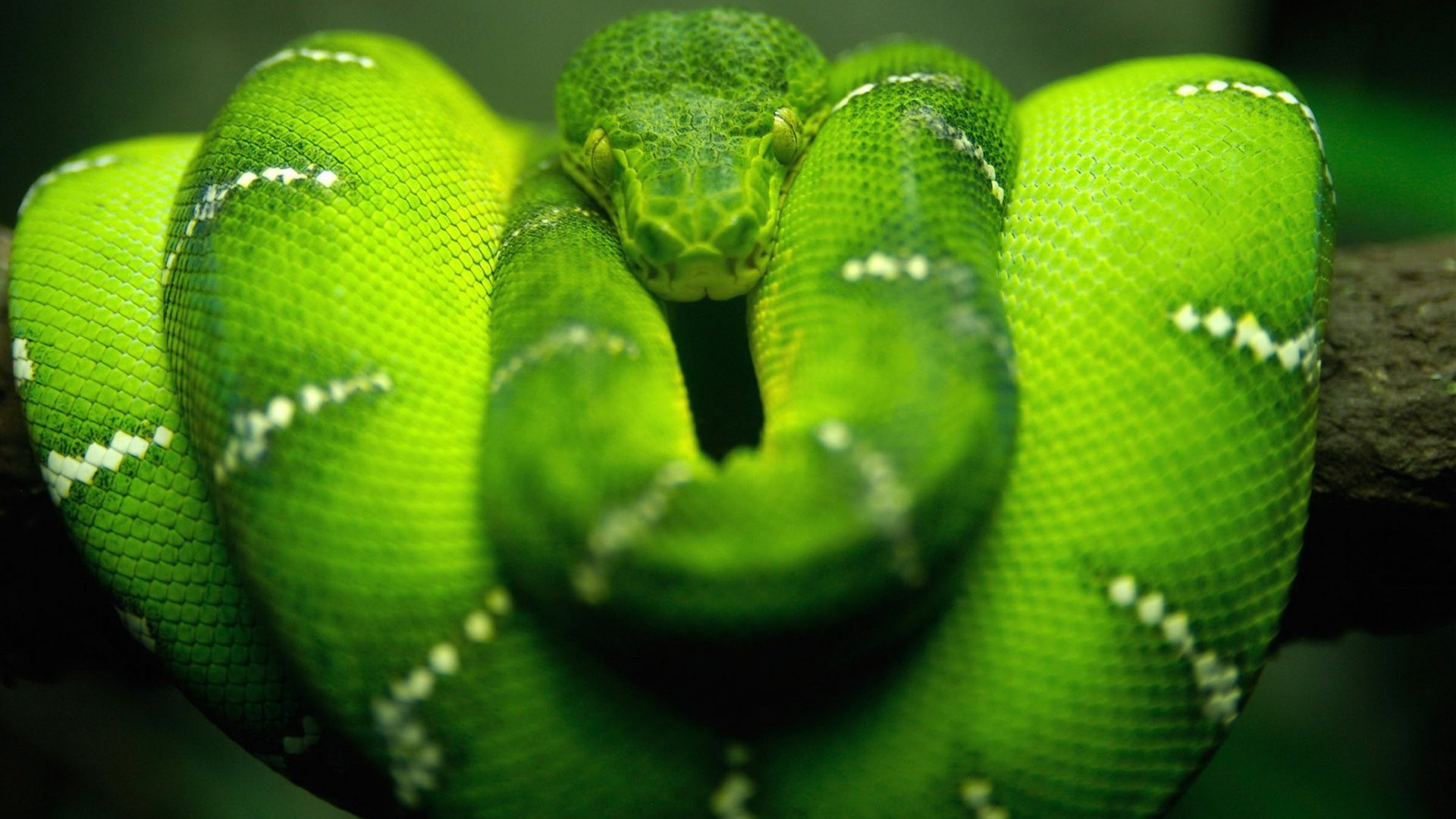 Snake Green Reptiles Boa Constrictor Animals 1920x1080