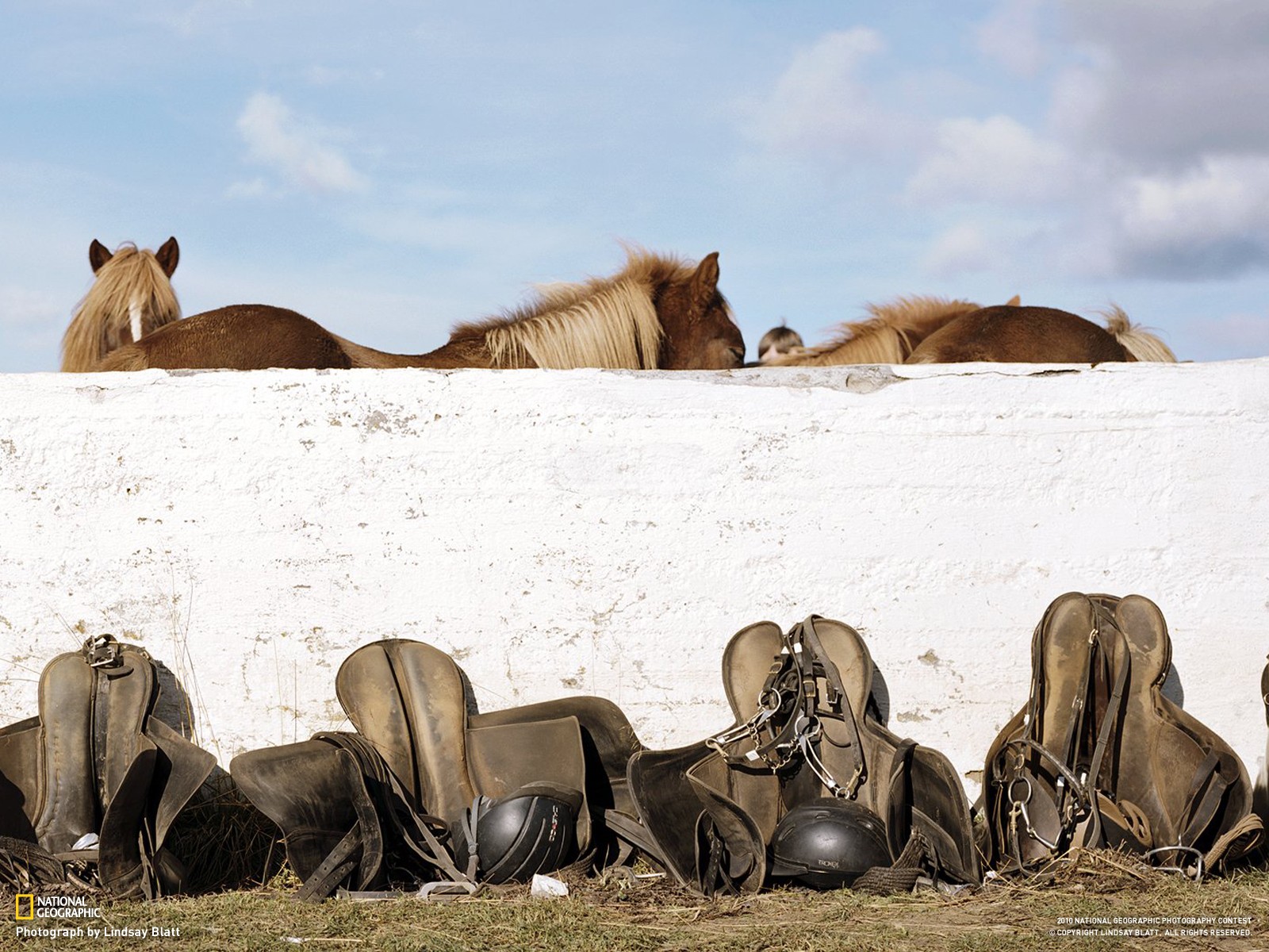 Horse Animals Saddles 1600x1200
