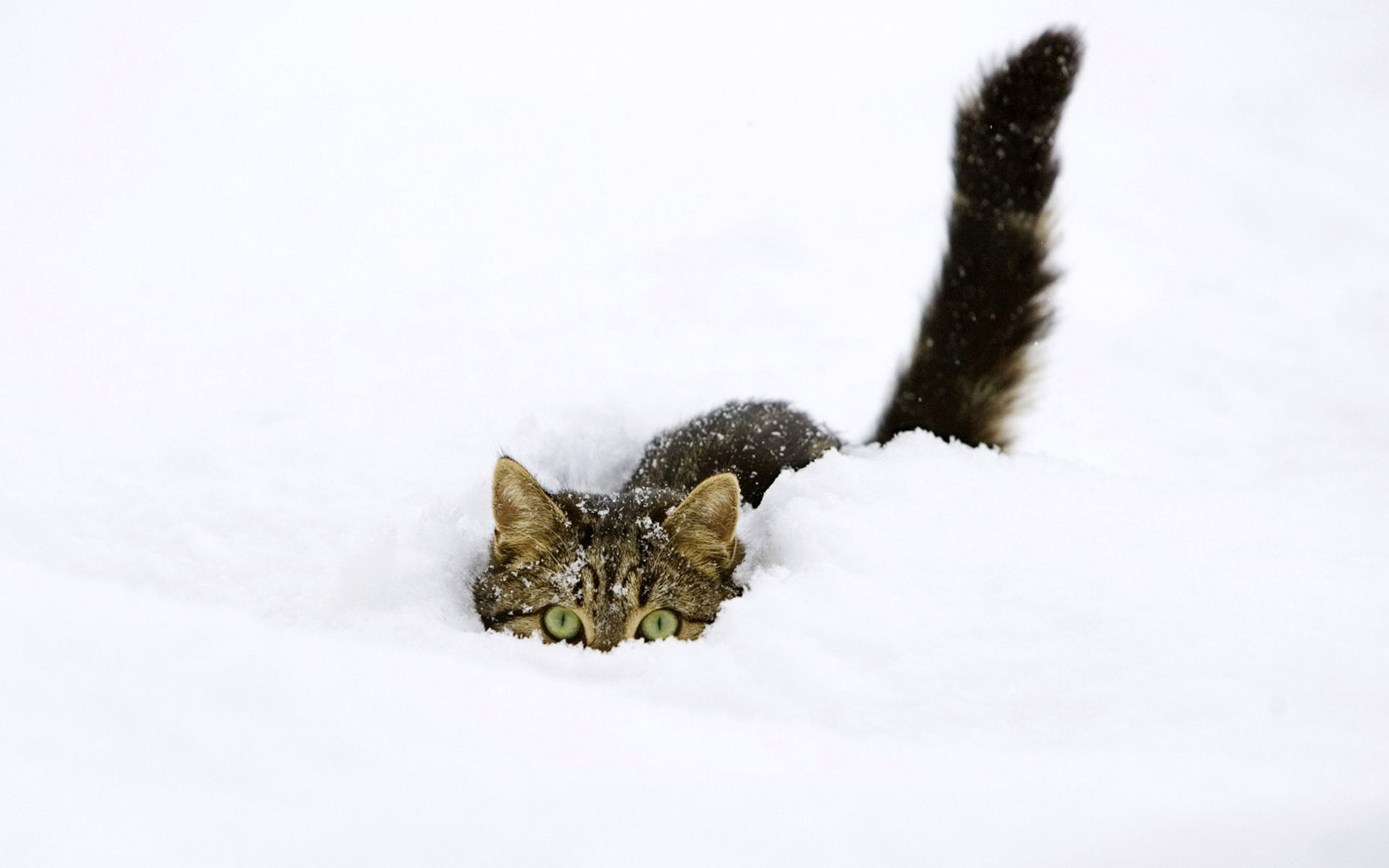 Tabby Cat Hiding Snow Cat Winter 1920x1200