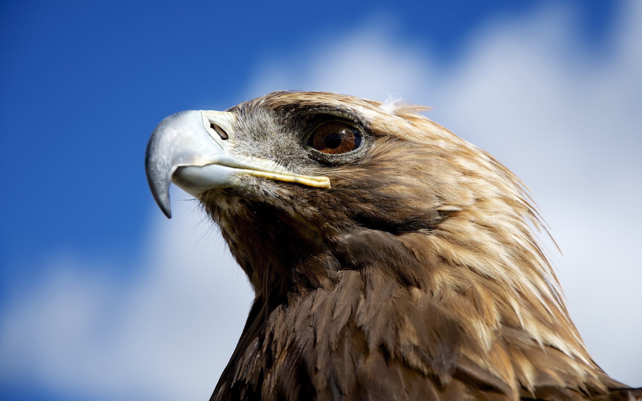 Nature Animals Birds Eagle Golden Eagles Closeup 2560x1600