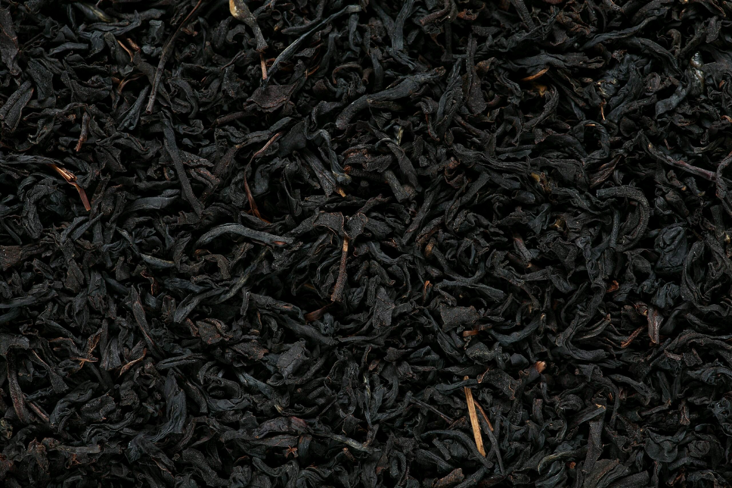 Tea Plant Black 2560x1706