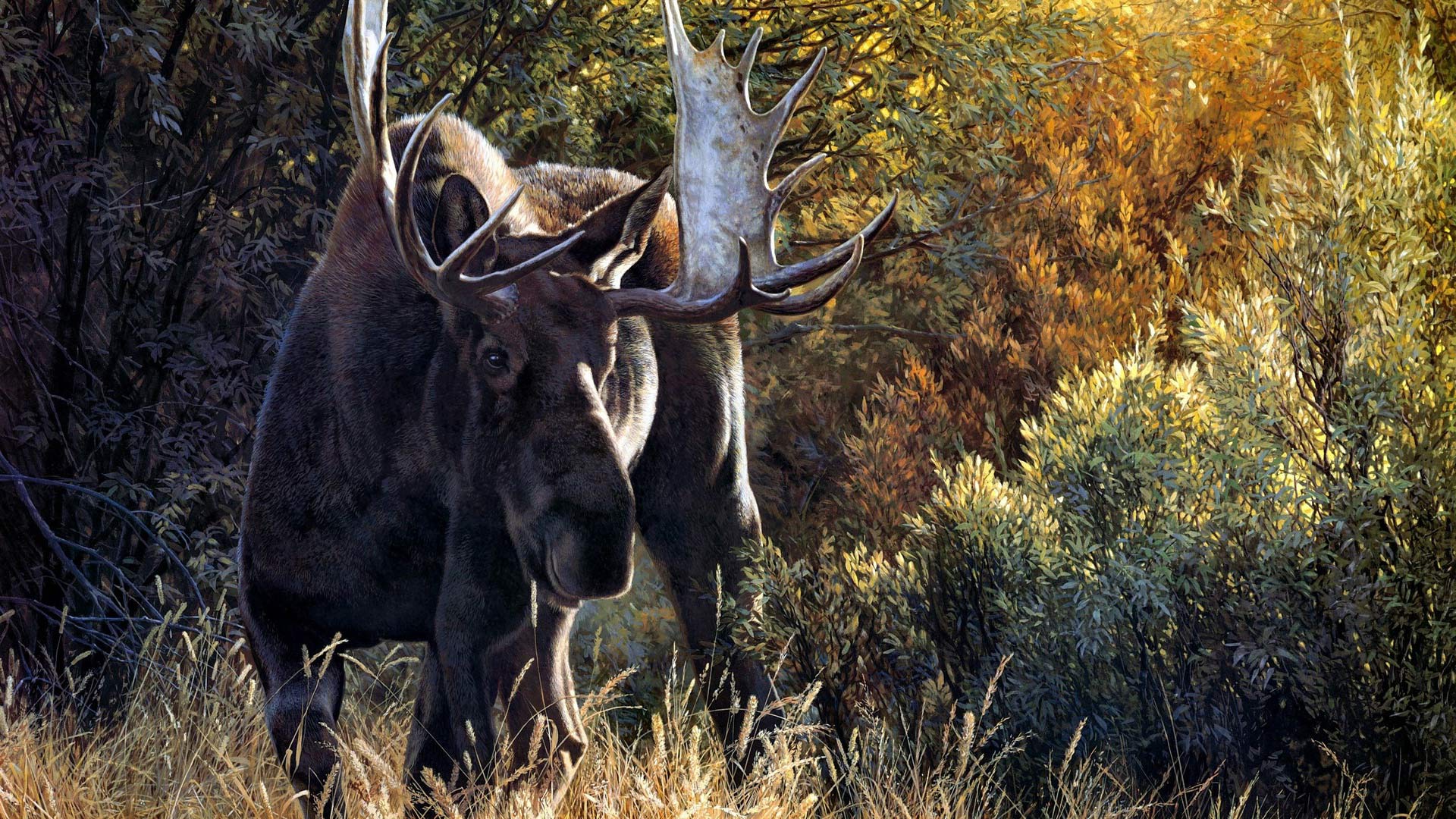 Animal Moose 1920x1080