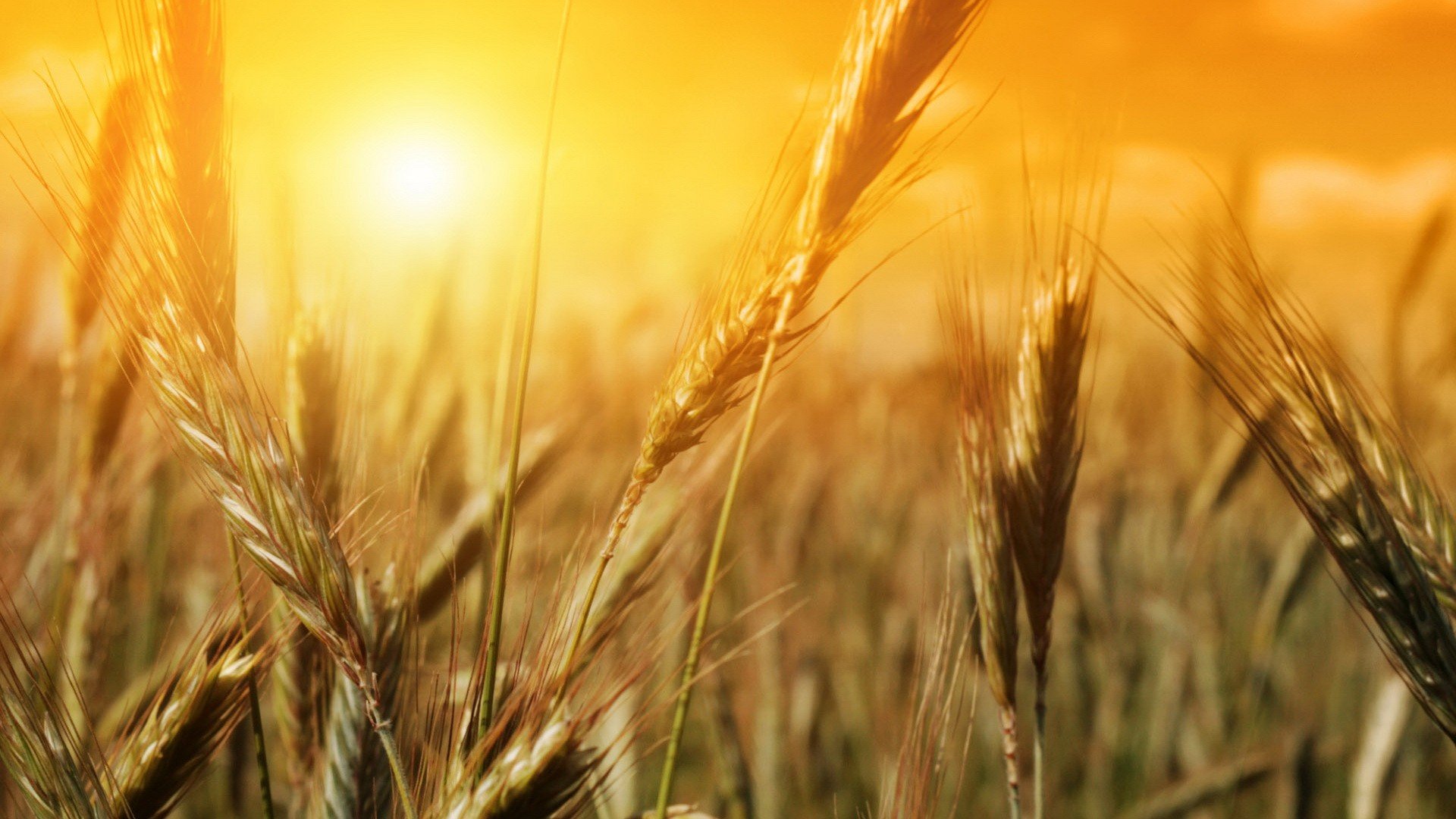 Wheat Crops 1920x1080